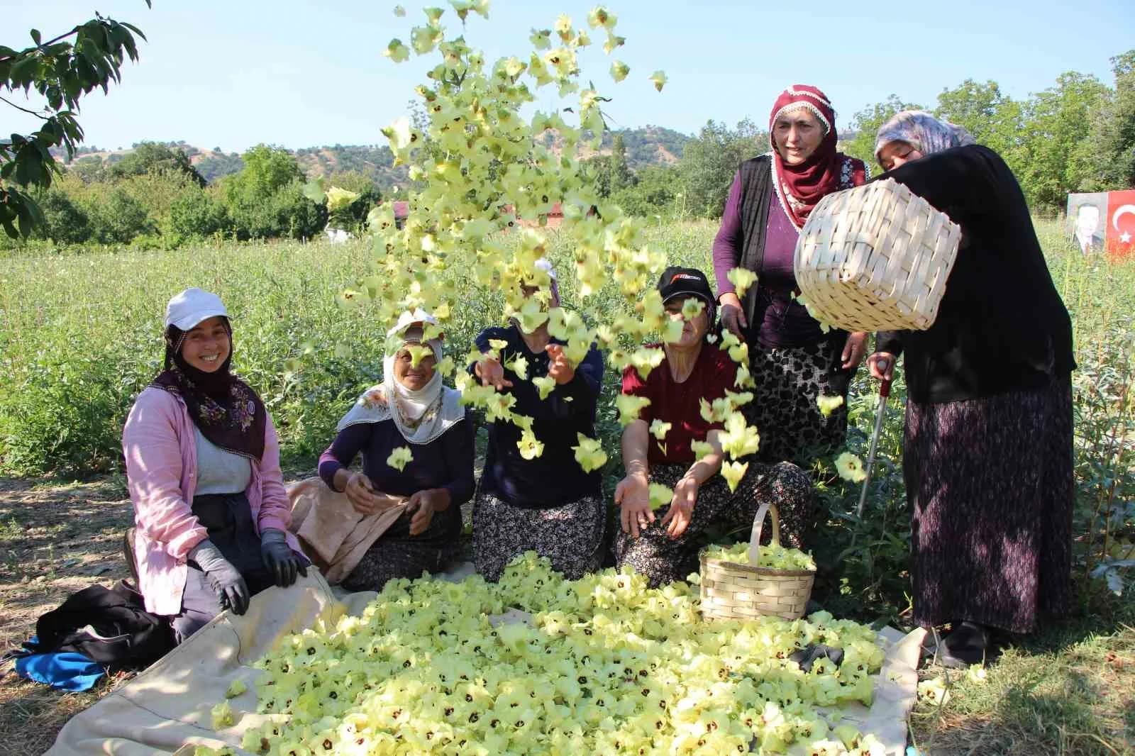 AMASYA’NIN ‘TESCİLLİ SARI ALTINI’ ÇİÇEK BAMYASI ALTINDAN DAHA KOLAY SATILIYOR. TAŞOVA İLÇESİNDE HALKIN EN BÜYÜK GEÇİM KAYNAĞI COĞRAFİ İŞARET TESCİLLİ ÇİÇEK BAMYASI GECE, GÜNDÜZ ALICI BULABİLİYOR.