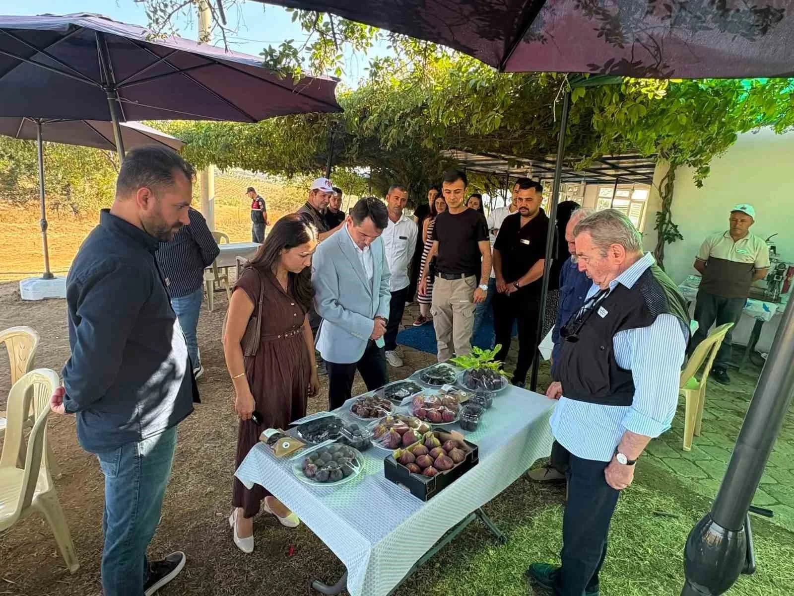 MANİSA’NIN GÖRDES İLÇESİNDE TARIMSAL ÜRETİMİN ÇEŞİTLENDİRİLMESİNE YÖNELİK ÇALIŞMALAR KAPSAMINDA DENEME ÜRETİMİ YAPILAN İNCİR BAHÇESİNDE İNCELEMELERDE BULUNULDU.