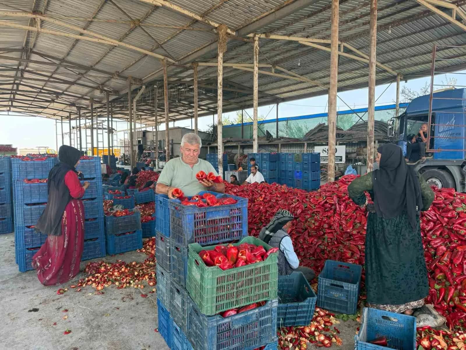 TÜRKİYE'NİN EN ÖNEMLİ TARIM MERKEZLERİNDEN KARACABEY OVASI'NDA KAPYA BİBER ÜRETİCİLERİ, HASAT SEZONUNUN BAŞINDA FABRİKALARIN FİYAT BASKISIYLA SARSILDI.