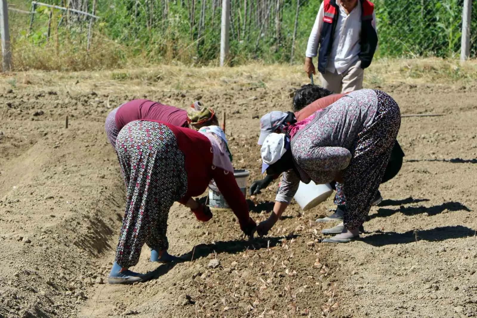 UNESCO DÜNYA MİRASI LİSTESİ'NDE YER ALAN KARABÜK'ÜN SAFRANBOLU İLÇESİNDE, KİLOSU 600 BİN LİRAYA ULAŞAN VE "DÜNYANIN EN PAHALI BAHARATI" OLARAK BİLİNEN SAFRANIN YENİ SEZON SOĞANLARININ EKİMİNE BAŞLANDI.