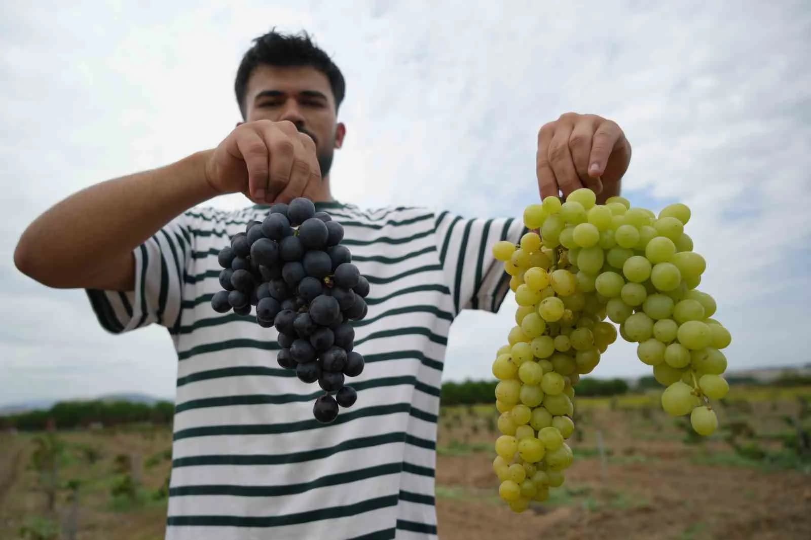 İRİ TANELERİ, LEZZETİ VE DİKKAT ÇEKİCİ RENGİYLE ÖNE ÇIKAN TRAKYA İLKEREN VE EARLY SWEET ÇEŞİTLERİNDE ÖĞRENCİLER TARAFINDAN HASAT GERÇEKLEŞTİRİLDİ.