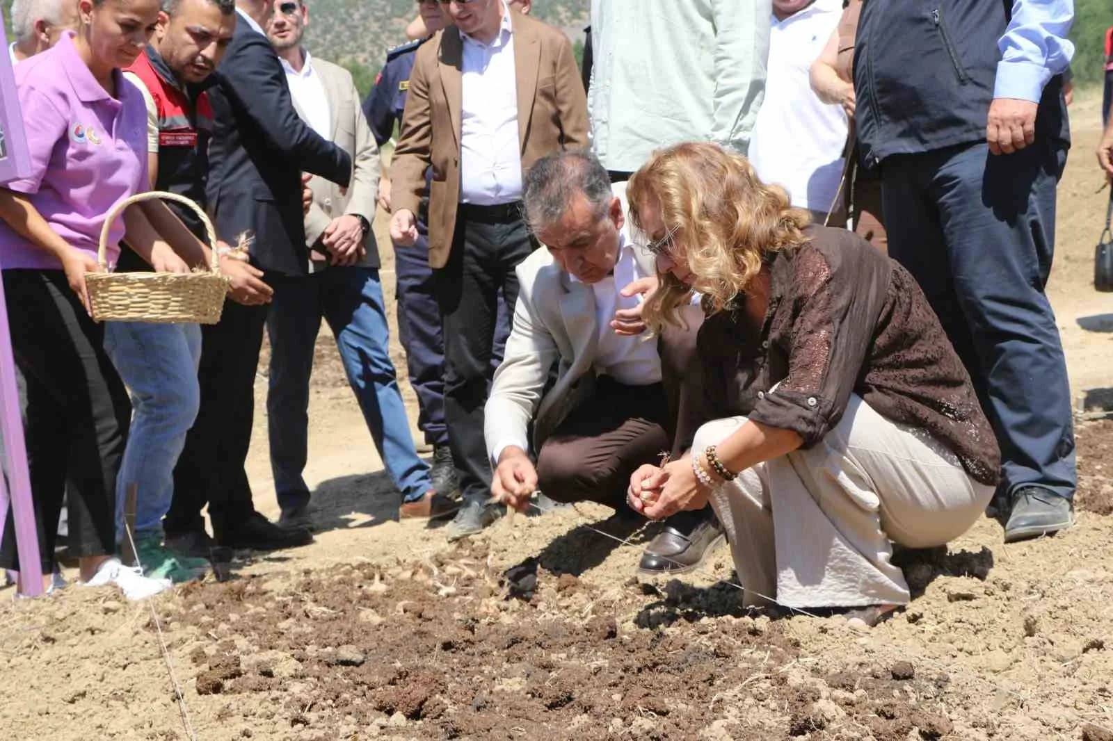 UNESCO DÜNYA MİRASI LİSTESİ'NDE YER ALAN KARABÜK'ÜN SAFRANBOLU İLÇESİNDE, "DÜNYANIN EN PAHALI BAHARATI" OLARAK BİLİNEN SAFRANIN SOĞAN DİKİMİ SÜRÜYOR. KARABÜK VALİSİ OKTAY ÇAĞATAY VE SAFRANBOLU BELEDİYE BAŞKANI ELİF KÖSE, SAFRAN SOĞANI DİKİMİ YAPTI.