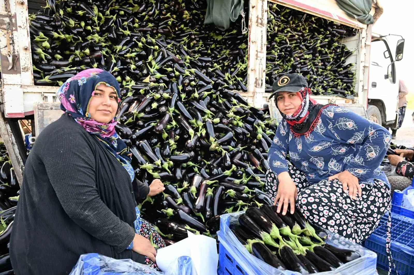 ZARAR GÖREN ÜRÜNLERİN ARDINDAN HIZLI YETİŞEN PATLICAN FİDESİ TALEP EDEN AKTAŞ’A FİDELER YÜZDE 100 HİBE OLARAK TESLİM EDİLİRKEN, AYLAR SONRA TARLADA YENİDEN HASAT SEVİNCİ YAŞANDI.