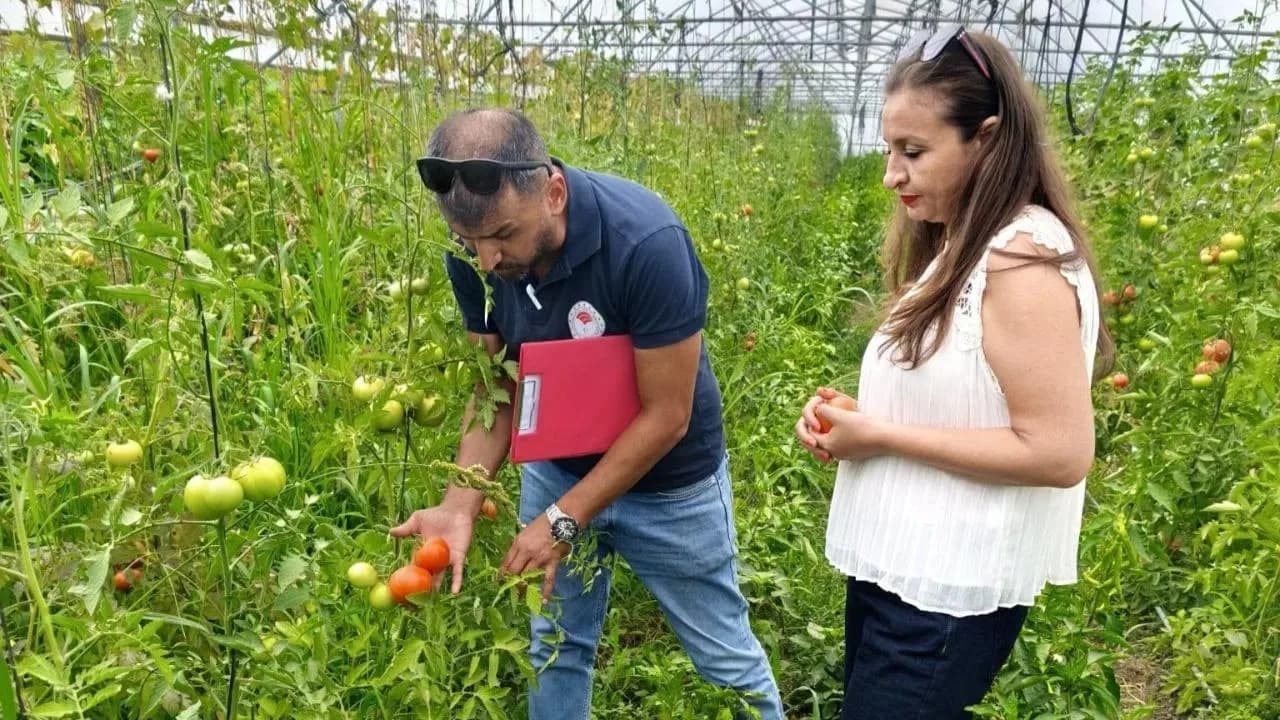 TARIM VE ORMAN BAKANLIĞI BİTKİSEL ÜRETİM GENEL MÜDÜRLÜĞÜ TARAFINDAN YÜRÜTÜLEN TARIM ARAZİLERİNİN ETKİNLEŞTİRİLMESİ PROJESİ (TAKEP) VE SİNOP VALİLİĞİ DESTEĞİYLE HAYATA GEÇİRİLEN "SEBZE ÜRETİMİNİ GELİŞTİRME PROJESİ" KAPSAMINDA DAĞITILAN FİDELERDE HASAT DÖNEMİ BAŞLADI.