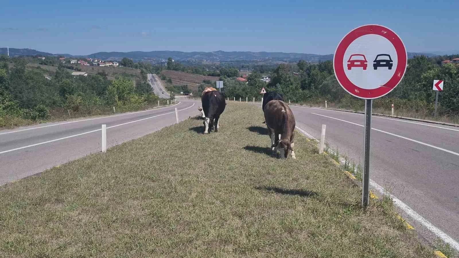 ÇAYCUMA İLÇESİ İLE PERŞEMBE BELDESİ ARASINDAKİ KARA YOLUNDA BAŞIBOŞ HAYVANLARIN YOLA ÇIKMASI SÜRÜCÜLER İÇİN TEHLİKE OLUŞTURUYOR