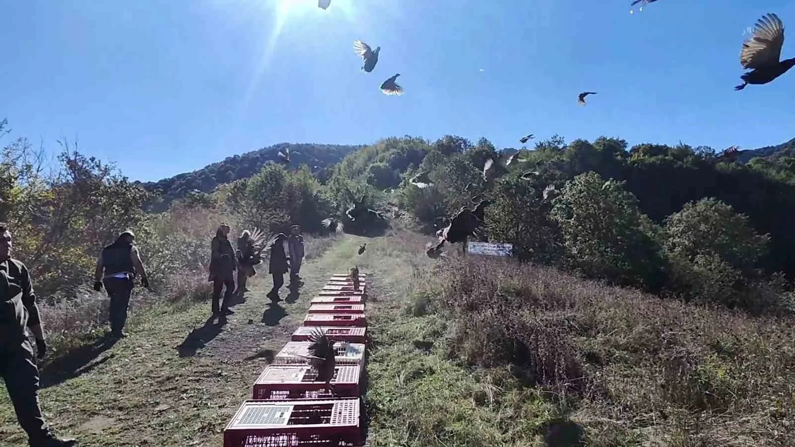 ZONGULDAK'TA YABAN HAYATININ DESTEKLENMESİ VE BİYOLOJİK ÇEŞİTLİLİĞİN KORUNMASI AMACIYLA YETİŞTİRİLEN SÜLÜNLER, KENTİN ÇEŞİTLİ İLÇELERİNDE DOĞAL YAŞAM ALANLARIYLA BULUŞTURULDU.