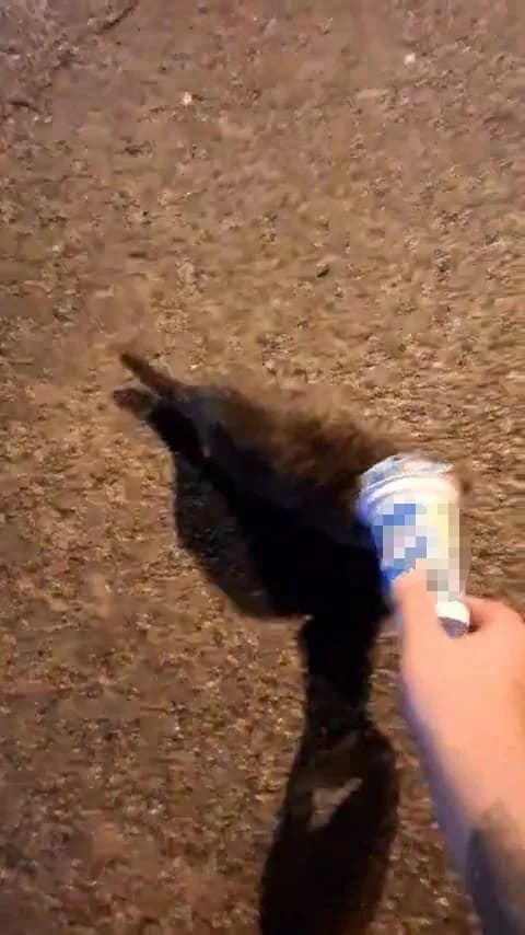 ZONGULDAK’IN KARADENİZ EREĞLİ İLÇESİNDE KAFASINA PLASTİK AYRAN KUTUSU SIKIŞAN KEDİ, YARDIM İSTEMEK İÇİN İTFAİYE MÜDÜRLÜĞÜNE GELDİ. İTFAİYE ERLERİ, KEDİNİN KAFASINDAKİ KABI ÇIKARARAK ONU KURTARDI.