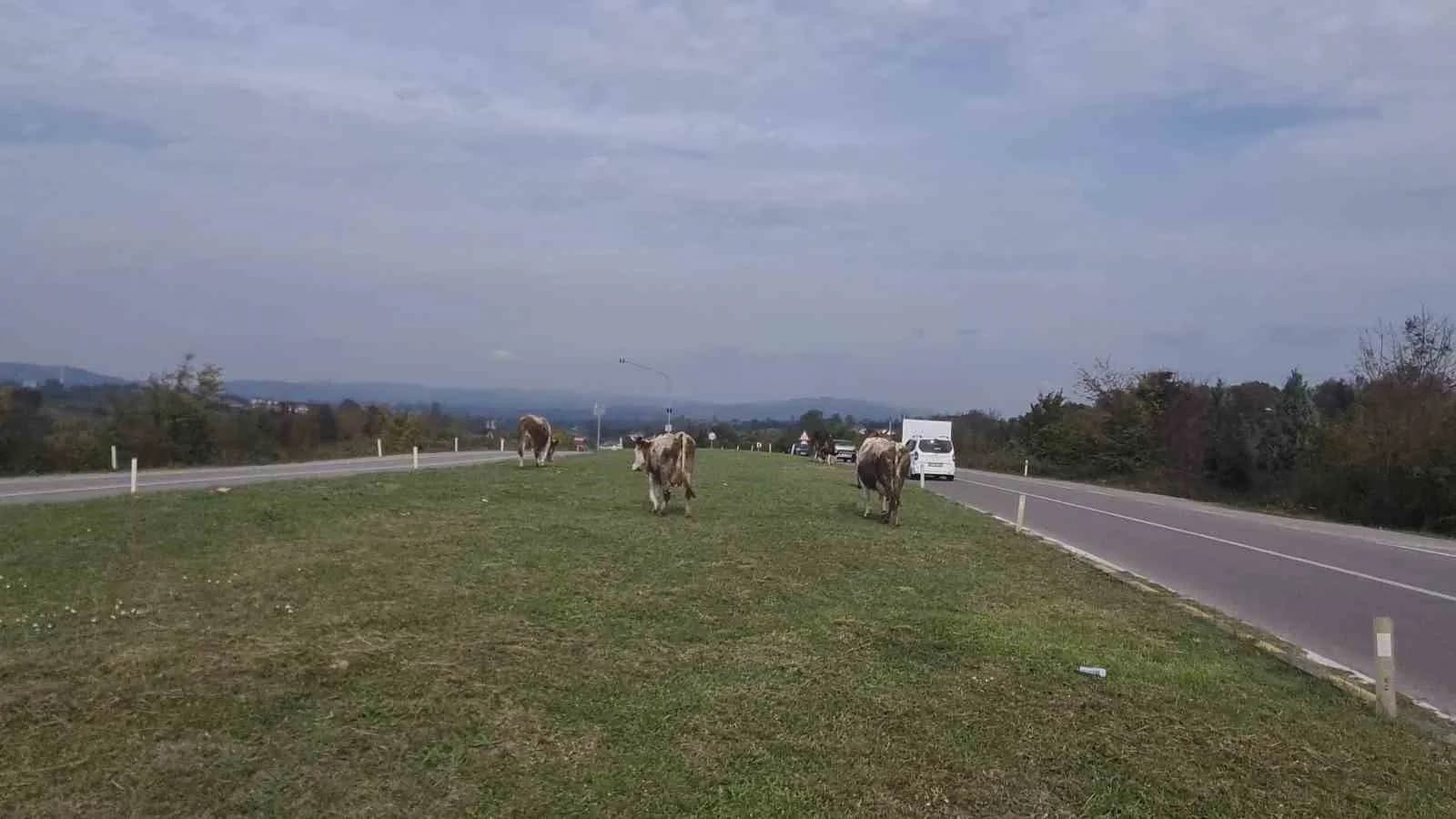 ÇAYCUMA İLÇESİ İLE PERŞEMBE BELDESİNİ BİRBİRİNE BAĞLAYAN KARA YOLUNDA BAŞIBOŞ HAYVANLAR SÜRÜCÜLER İÇİN TEHLİKE OLUŞTURMAYA DEVAM EDİYOR.