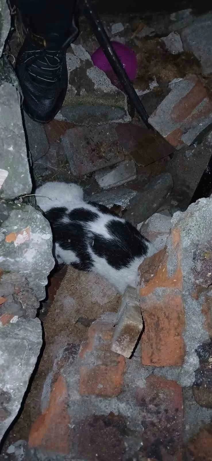 ZONGULDAK(İHA)-ZONGULDAK’TA 3 KATLI BİNANIN ENKAZINDAN 6 GÜN SONRA BİR KEDİ SAĞ OLARAK KURTARILDI.