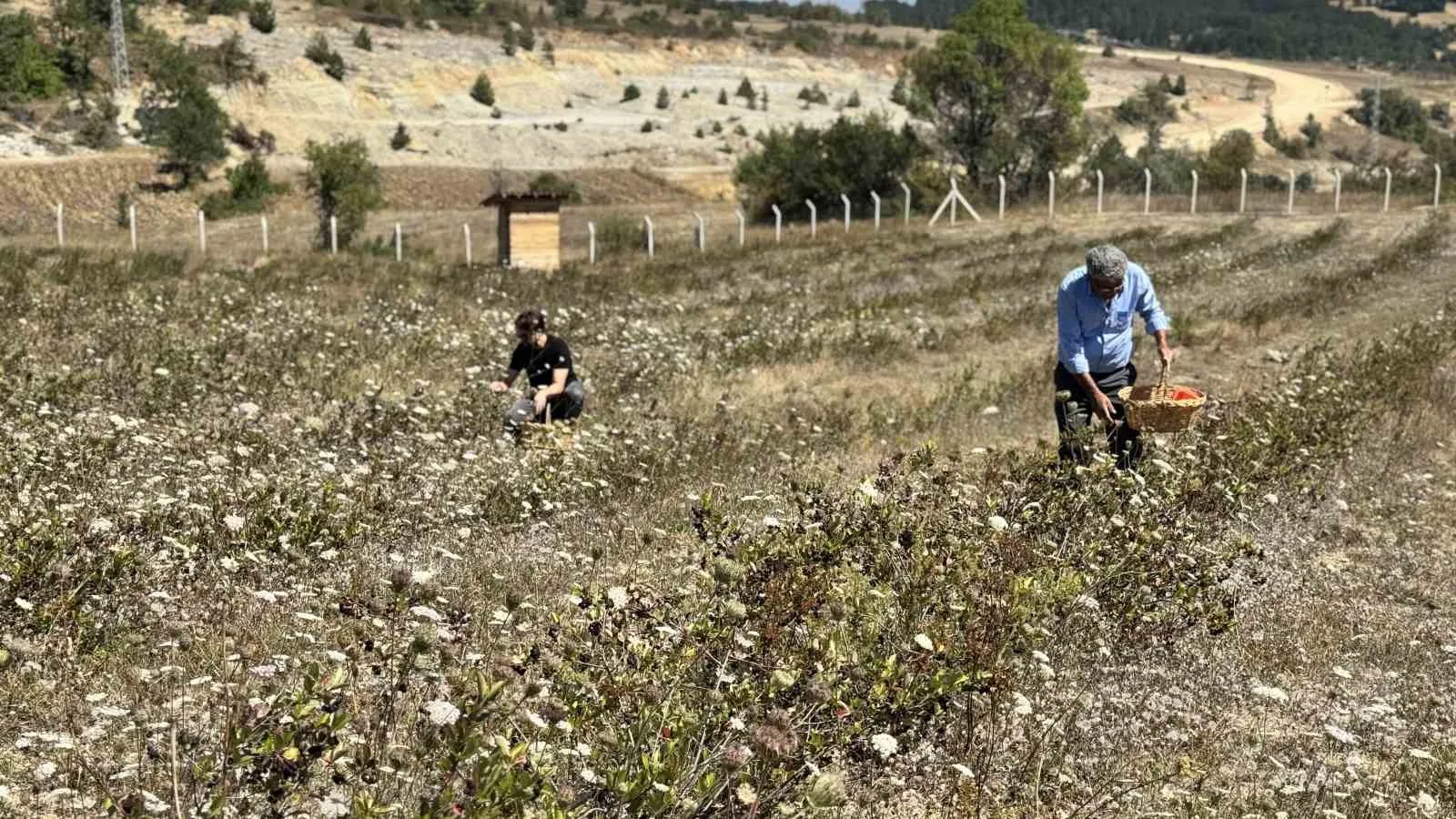 BAHÇEDE HERHANGİ BİR ZİRAİ İLAÇ KULLANMADIKLARINI ANLATAN SAYMAZ, ZAMAN ZAMAN ÇEKİRGE SORUNUYLA KARŞILAŞTIKLARINI, BUNUNLA MÜCADELEDE İSE TAVUKLARDAN YARARLANDIKLARINI BELİRTEREK, "BAHÇEYE TAVUKLAR SALDIK. TAVUKLAR ÇEKİRGELERİ YEDİ. İLAÇ KULLANMADAN ÜRÜN ALMAYA ÇALIŞIYORUZ. ŞU ANDA BAHÇEMİZDE TAMAMEN ORGANİK ÜRETİM YAPIYORUZ." İFADELERİNİ KULLANDI.