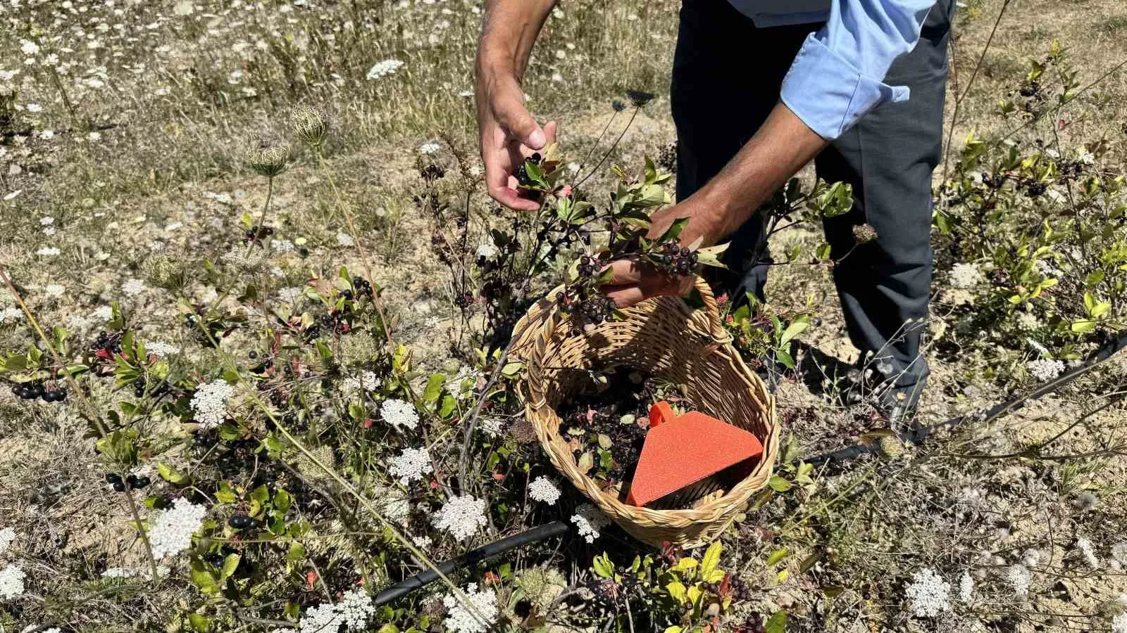 ARONYANIN YÜKSEK BESİN DEĞERİNE SAHİP BİR MEYVE OLDUĞUNU DİLE GETİREN SAYMAZ, ÜRÜNÜN KİLOGRAMININ PERAKENDE PİYASASINDA YAKLAŞIK 500 LİRADAN ALICI BULDUĞUNU, TOPTAN SATIŞ FİYATININ İSE DAHA DÜŞÜK OLDUĞUNU AKTARDI..