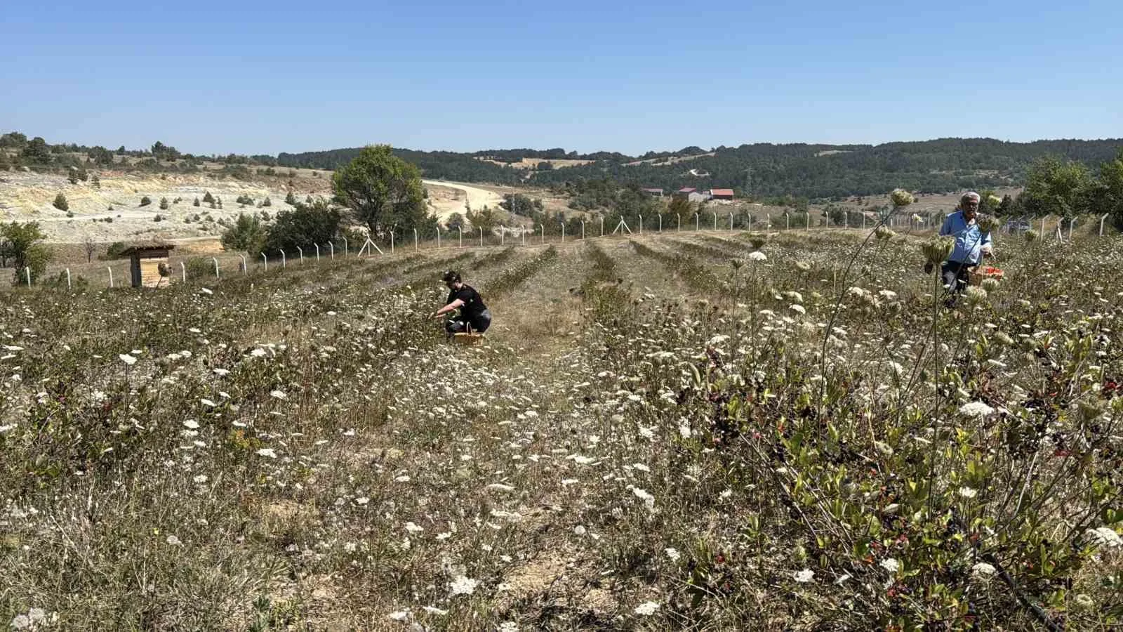 KARABÜK’ÜN SAFRANBOLU İLÇESİNDE YAKLAŞIK 4 YIL ÖNCE 10 DÖNÜMLÜK ALANDA ARONYA ÜRETİMİNE BAŞLAYAN CİHAN SAYMAZ, BU YIL GERÇEKLEŞTİRDİĞİ İLK HASADIN ARDINDAN ÜRÜNLERİNİ KENDİ MARKASIYLA TÜKETİCİYE ULAŞTIRMAYI HEDEFLİYOR.