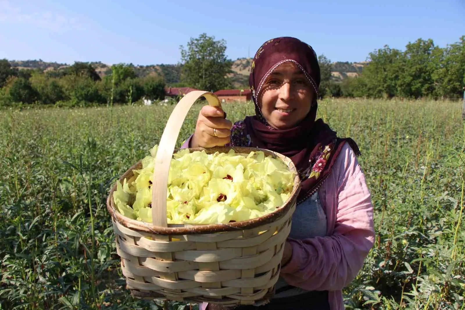 ALICILAR GEÇ SAATLERDE BİLE ÜRETİCİNİN KAPISINA KADAR GELEBİLİYOR. İLDE BU YIL YAKLAŞIK 2 BİN500 TON BAMYA ÜRETİMİ BEKLENİYOR.