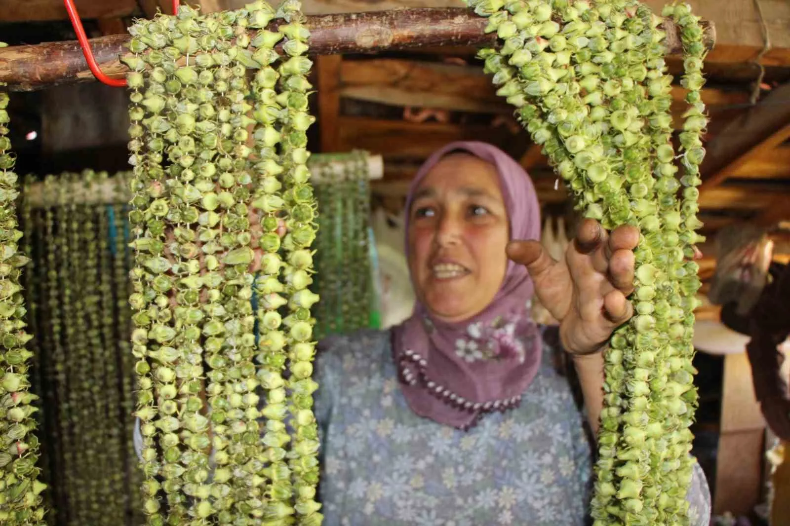 AMASYA’NIN ‘TESCİLLİ SARI ALTINI’ ÇİÇEK BAMYASI HASADI DEVAM EDİYOR