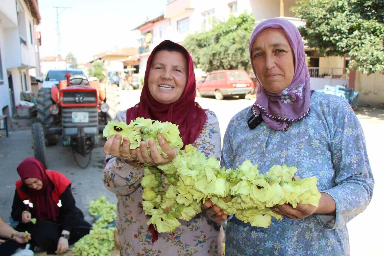 AMASYA’NIN ‘TESCİLLİ SARI ALTINI’ ÇİÇEK BAMYASI HASADI DEVAM EDİYOR