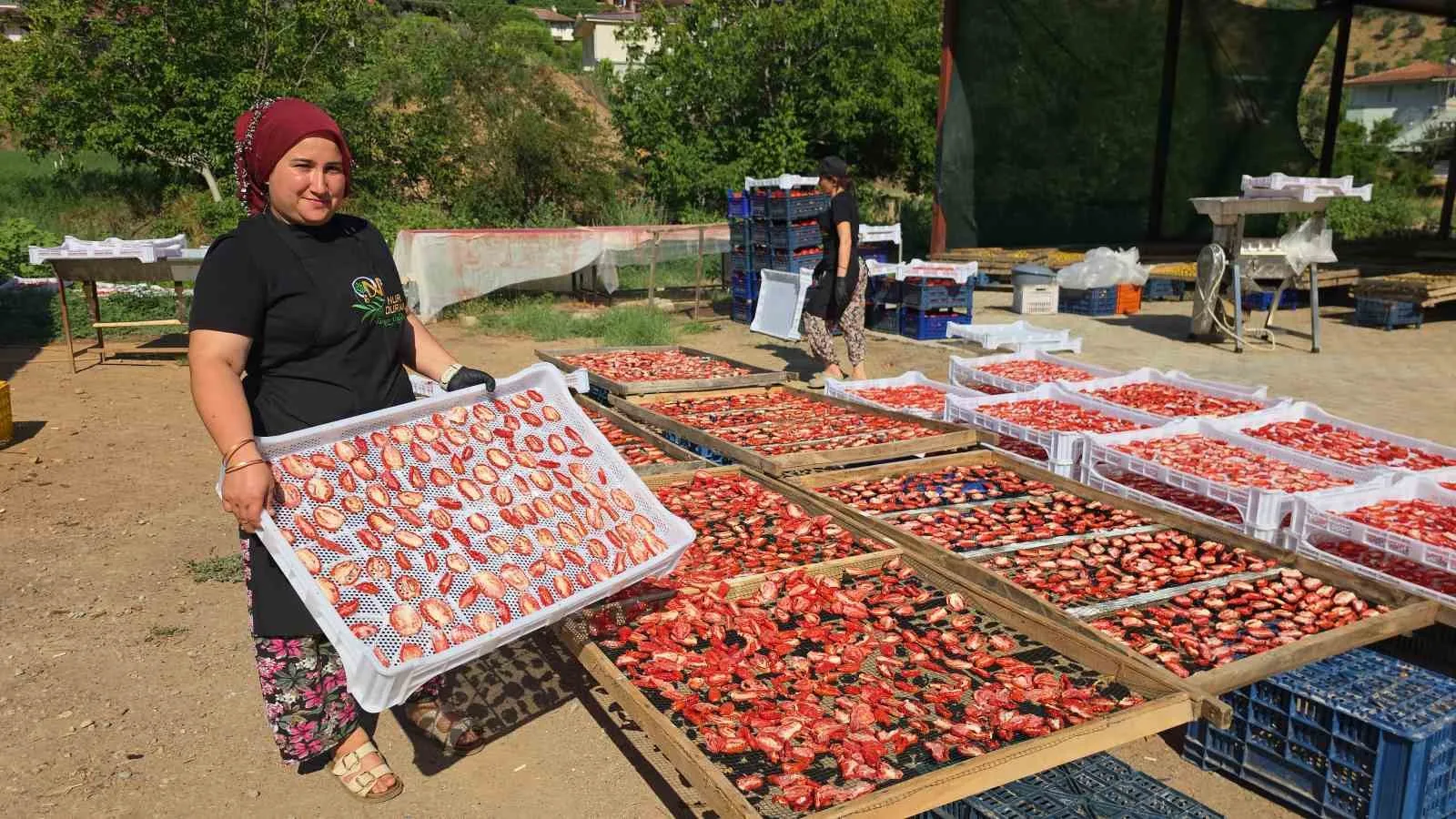 TÜRKİYE'NİN AVRUPA BİRLİĞİ (AB) TESCİLLİ COĞRAFİ ÜRÜNLERİ ARASINDA YER ALAN ‘AYDIN İNCİRİ'NDE HASAT SEZONU İLE BİRLİKTE TÜM DÜNYAYA YAYILAN LEZZET İNCİR CİPSİ ÜRETİMİ DE BAŞLADI.