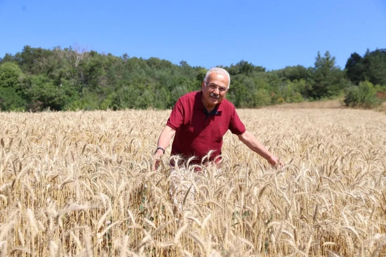 BUĞDAY HASADINA ORDU BÜYÜKŞEHİR BELEDİYE BAŞKANI DR. MEHMET HİLMİ GÜLER DE KATILDI