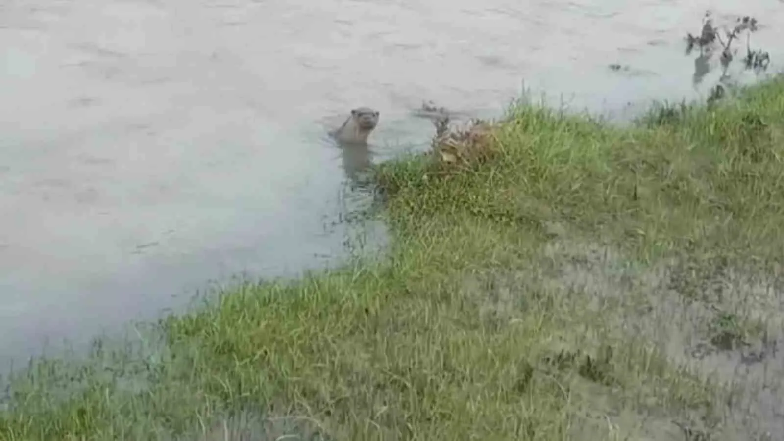 ZONGULDAK’IN ÇAYCUMA İLÇESİNDEN GEÇEN ÇAYCUMA IRMAĞI’NDA GÖRÜLEN SU SAMURU CEP TELEFONU KAMERASIYLA KAYDEDİLDİ.