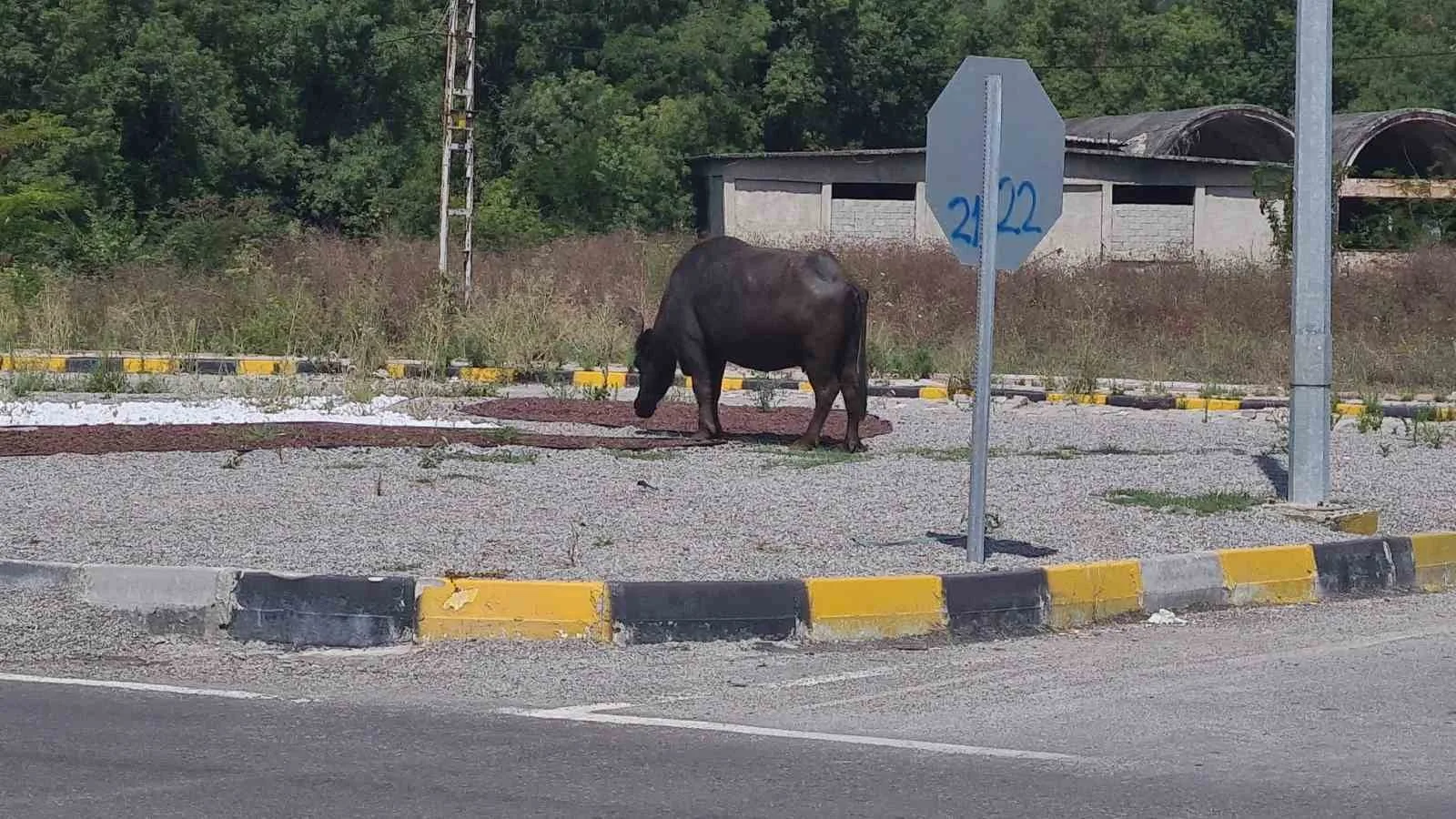 ÇAYCUMA İLÇESİ İLE PERŞEMBE BELDESİNİ BİRBİRİNE BAĞLAYAN KARAYOLUNA ÇIKAN MANDALAR TRAFİKTE TEHLİKEYE NEDEN OLDU