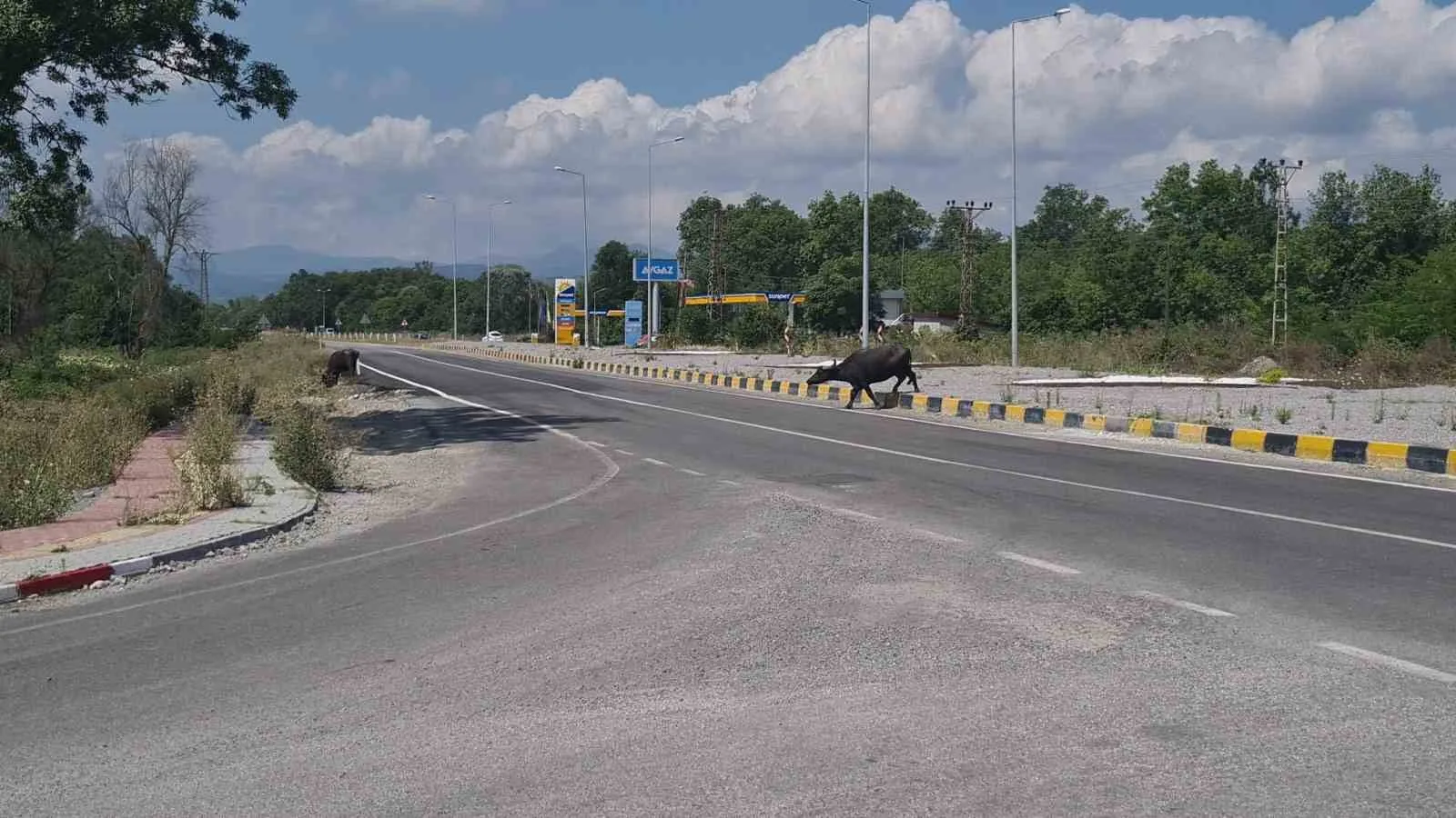 ÇAYCUMA İLÇESİ İLE PERŞEMBE BELDESİNİ BİRBİRİNE BAĞLAYAN KARAYOLUNA ÇIKAN MANDALAR TRAFİKTE TEHLİKEYE NEDEN OLDU