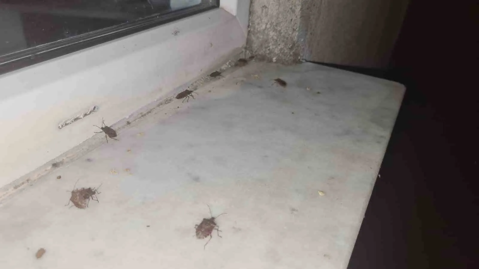 ZONGULDAK’IN ÇAYCUMA İLÇESİNDE GECE SAATLERİNDE HAVA SICAKLIKLARININ DÜŞMESİYLE BİRLİKTE KAHVERENGİ KOKARCA BÖCEKLERİ EVLERE YÖNELMEYE BAŞLADI. PENCERE VE KAPILARDAN İÇERİ GİREN BÖCEKLER VATANDAŞLARI RAHATSIZ EDERKEN, BÖLGEDE ÖNLEM ALINMASI İSTENDİ.