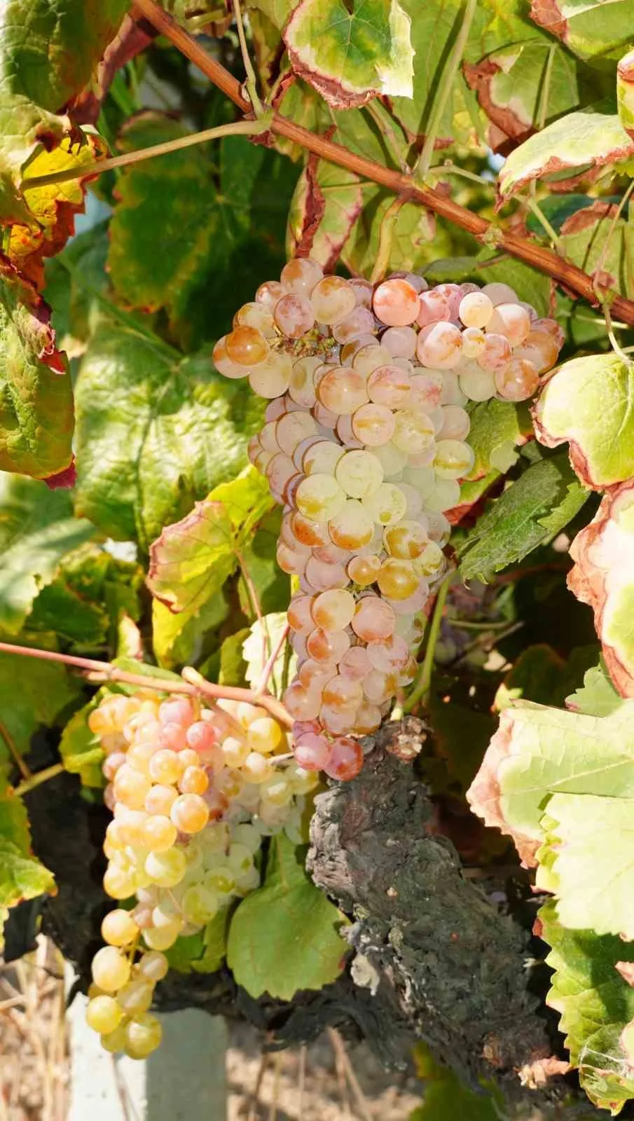 ENSTİTÜDE YETİŞTİRİLEN VE HASADI GERÇEKLEŞTİRİLEN BRONX SEEDLESS ÜZÜM ÇEŞİDİ İSE GÖRÜNTÜSÜ VE AROMASIYLA DİKKAT ÇEKİYOR.