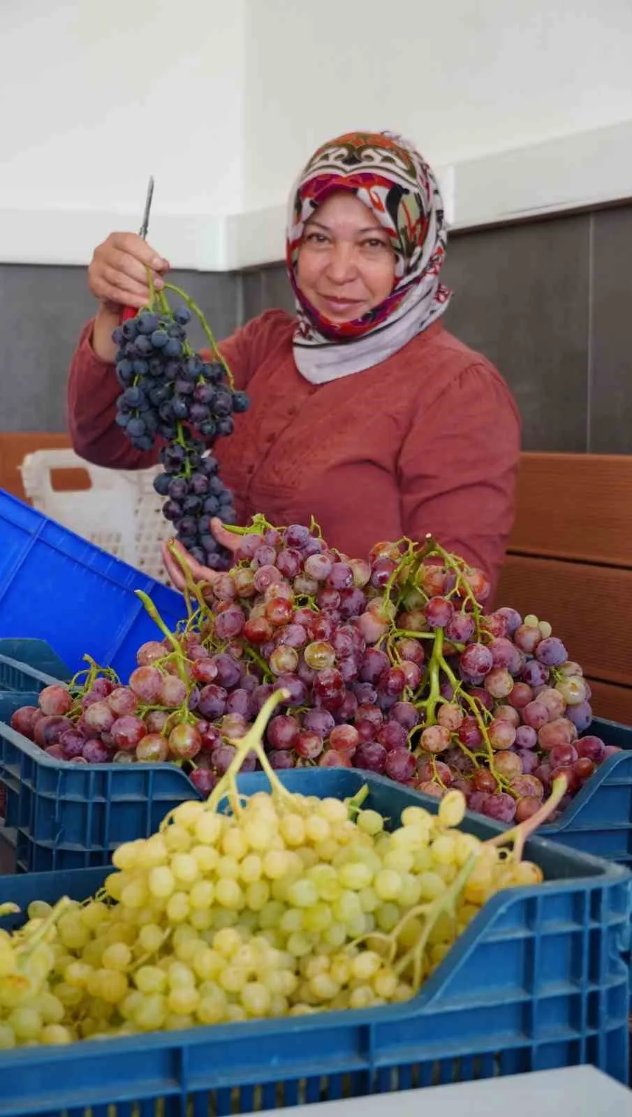 MENŞEİ AMERİKA OLAN VE YAPILAN DENEMELER SONUCUNDA MANİSA’DA DA YETİŞTİRİLMEYE BAŞLANAN BRONX SEEDLESS, ÜRETİCİLER TARAFINDAN "ÇİLEK ÜZÜM" OLARAK BİLİNİYOR. ÇEKİRDEKSİZ, HAFİF PEMBE RENKLİ VE İNCE KABUKLU OLAN ÜZÜM, KARAKTERİSTİK ÇİLEK VE FRAMBUAZ AROMASIYLA DİĞER ÜZÜM ÇEŞİTLERİNDEN AYRILIYOR.