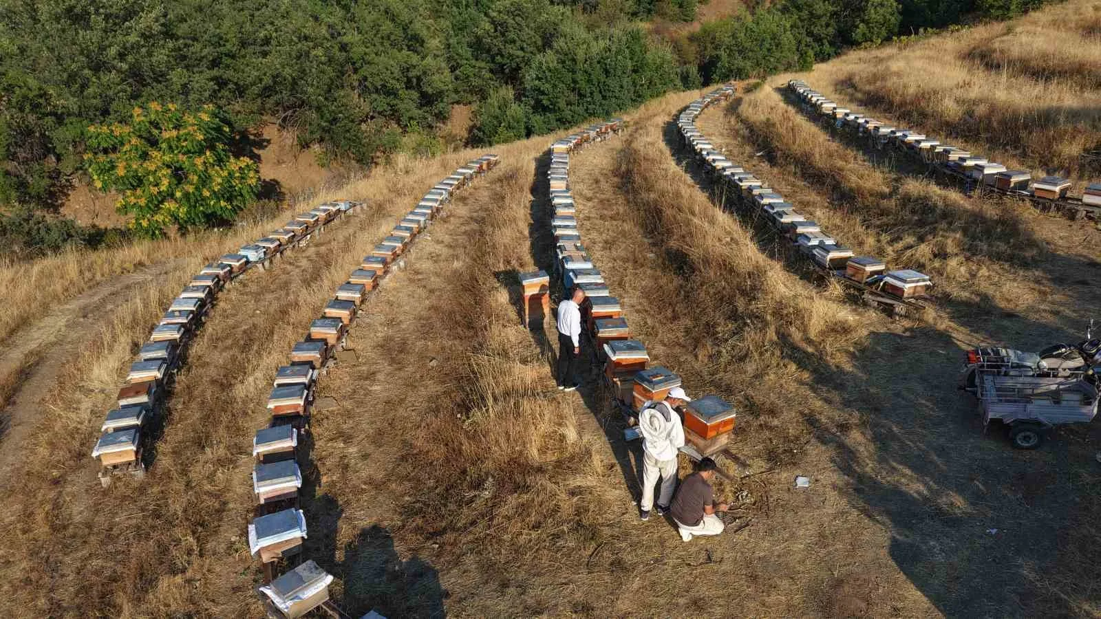 ELAZIĞ’DA BAHAR MEVSİMİYLE BİRLİKTE KENTTE ETKİLİ OLAN YAĞIŞLAR, ARILARI DA ETKİLEDİ. YAĞAN YAĞIŞLARLA BİRLİKTE, GEÇEN YIL KOVAN BAŞINA 6 KİLOGRAM REKOLTE ALAN ARICILAR, BU SENE YAŞANAN YÜZDE 20’LİK ARTIŞLA BİRLİKTE 10 KİLOGRAMA YAKIN REKOLTE BEKLİYORLAR