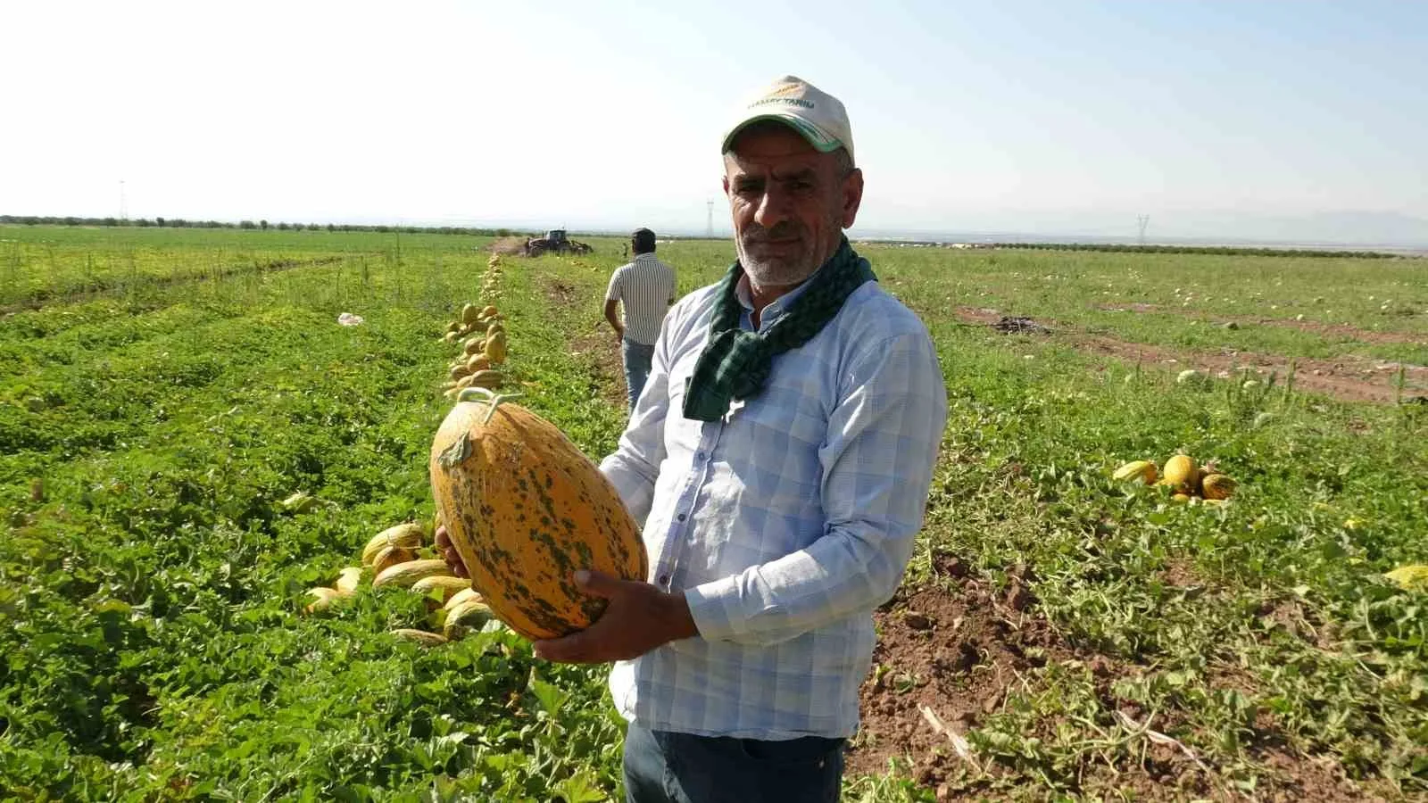 TARIM EKSPERİ 50 YAŞINDAKİ MEHMET HALİT AKTÜRK, BU YILKİ VERİMİN ÜRETİCİNİN YÜZÜNÜ GÜLDÜRDÜĞÜNÜ BELİRTEREK, "ÜRÜNLERİMİZİ DOĞRUDAN TÜRKİYE GENELİNE YAYILAN ZİNCİR MARKETLERE SEVK EDİYORUZ" DEDİ.