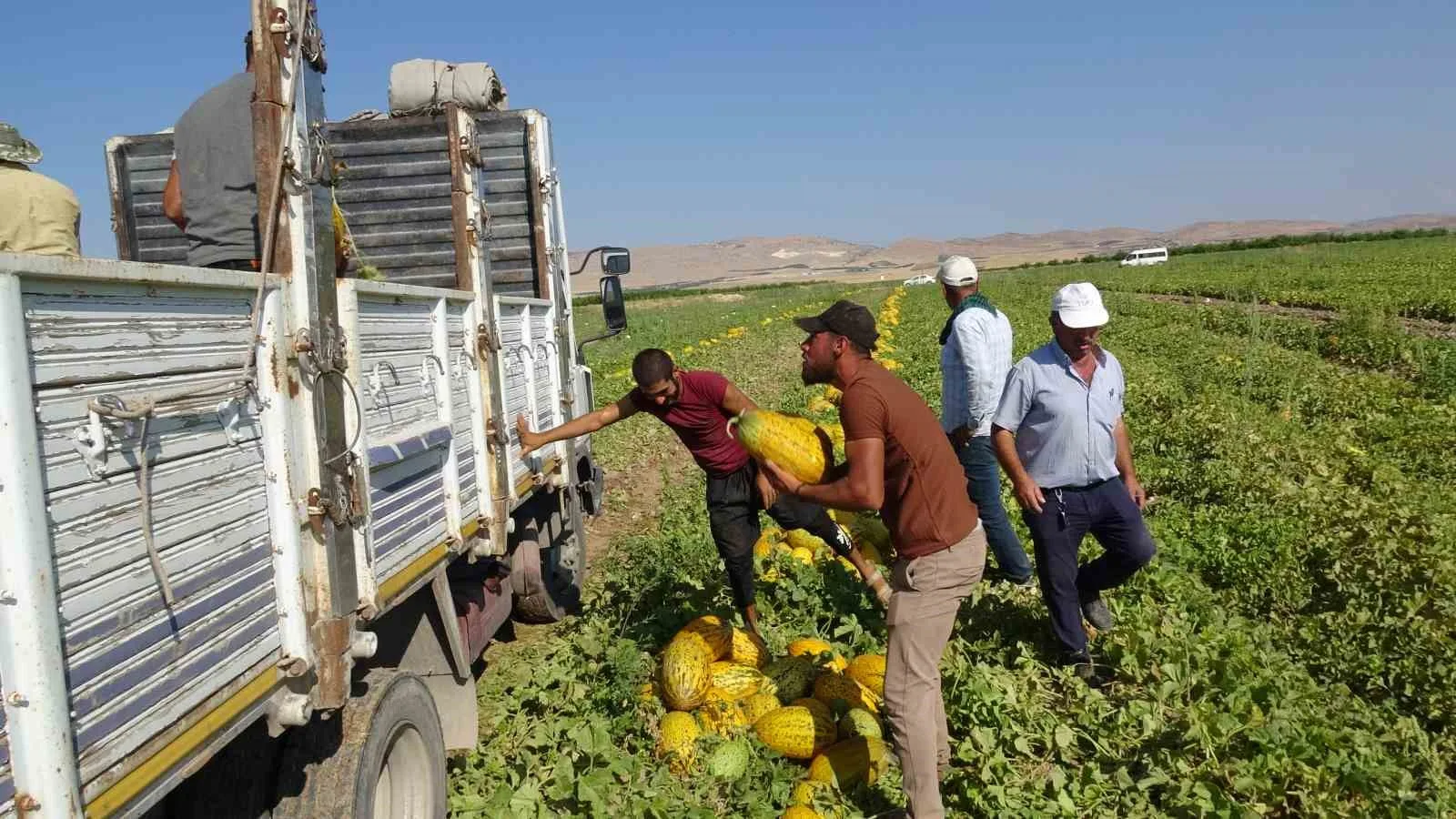TÜRKİYE'NİN ÖNEMLİ TARIM MERKEZLERİNDEN MALATYA'NIN YAZIHAN İLÇESİNDE KAVUN HASADI TÜM HIZIYLA SÜRÜYOR.