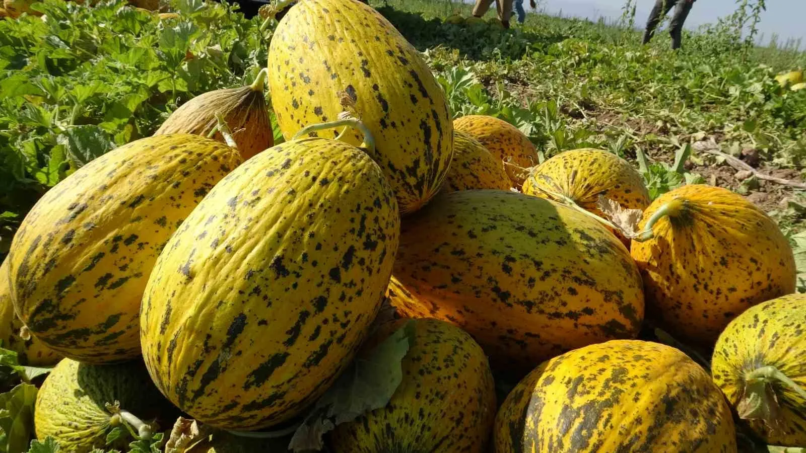 TÜRKİYE'NİN ÖNEMLİ TARIM MERKEZLERİNDEN MALATYA'NIN YAZIHAN İLÇESİNDE KAVUN HASADI TÜM HIZIYLA SÜRÜYOR.