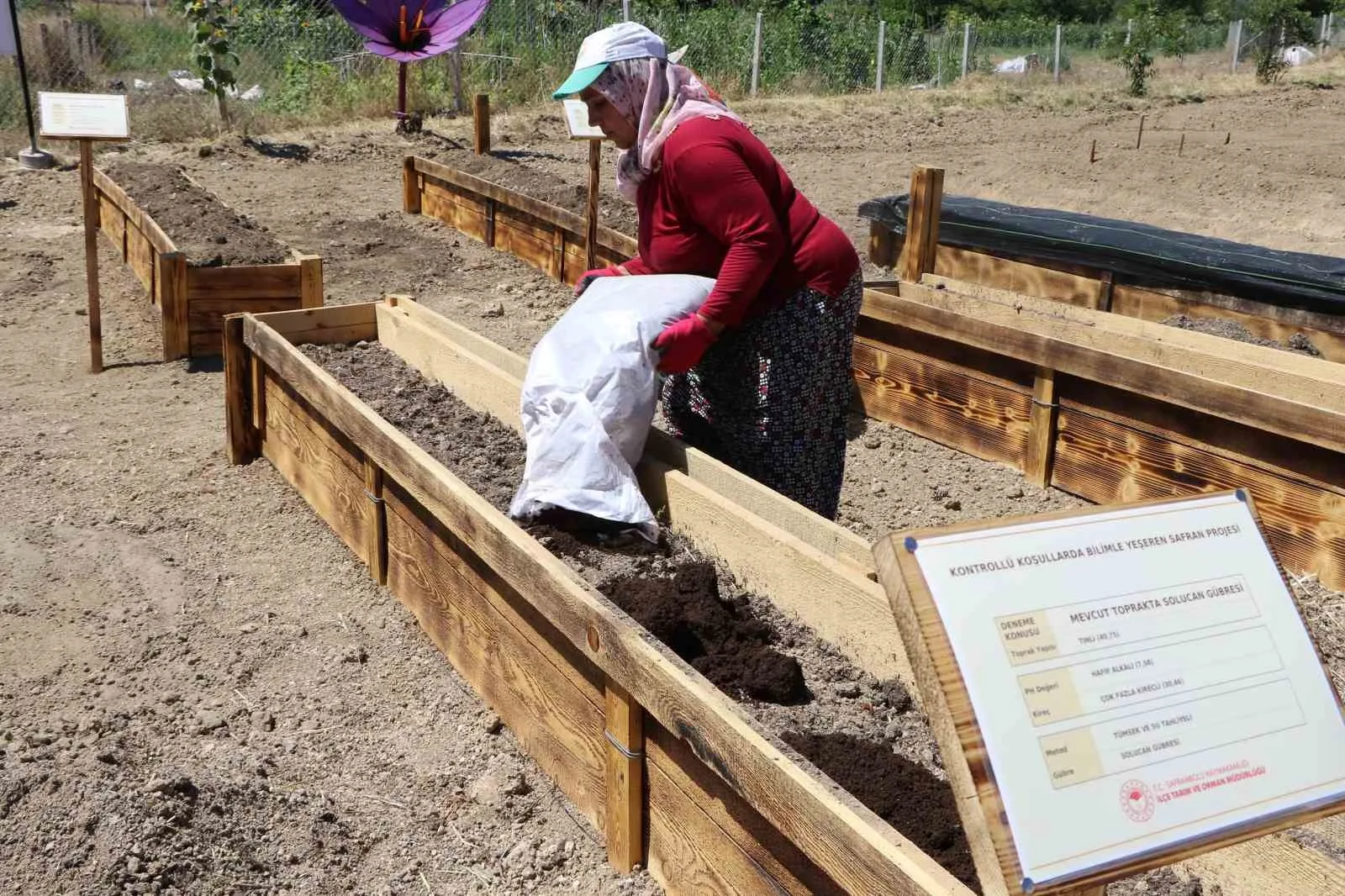 "DÜNYANIN EN PAHALI BAHARATI" OLARAK BİLİNEN SAFRANBOLU SAFRANIN TOPRAK ALTI ZARARLILARDAN KORUNMASI VE ÜRETİMİNİN ARTIRILMASI İÇİN 7 ADET AR-GE PROJESİ GELİŞTİRİLDİ.