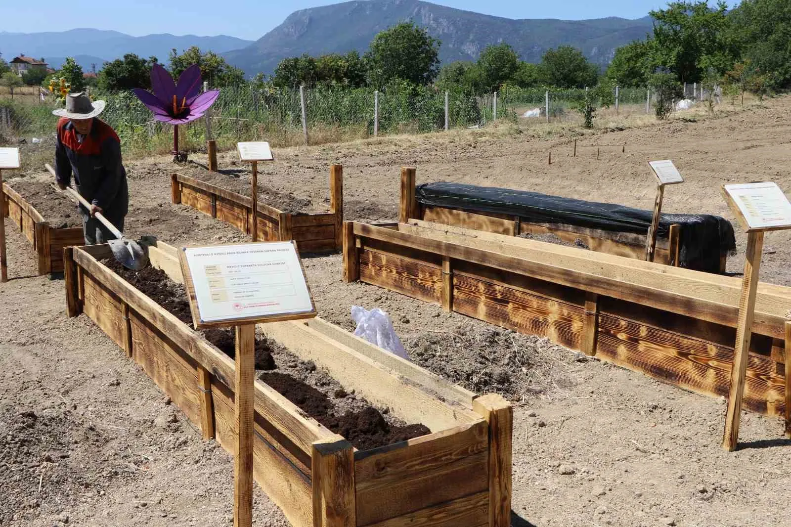 "DÜNYANIN EN PAHALI BAHARATI" OLARAK BİLİNEN SAFRANBOLU SAFRANIN TOPRAK ALTI ZARARLILARDAN KORUNMASI VE ÜRETİMİNİN ARTIRILMASI İÇİN 7 ADET AR-GE PROJESİ GELİŞTİRİLDİ.