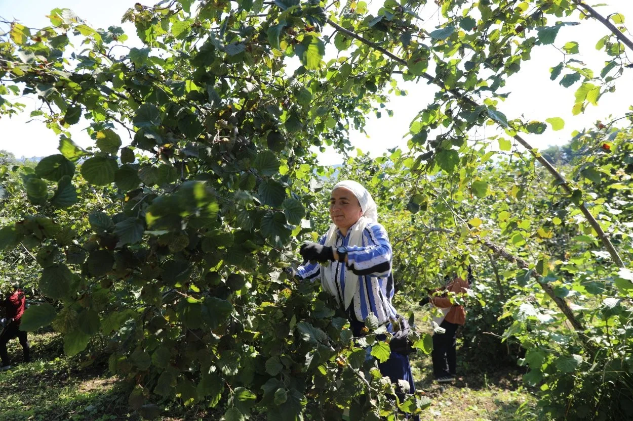 PROJE KAPSAMINDA BAHÇEYE GİREN ÜRETİCİLER FINDIK TOPLUYOR