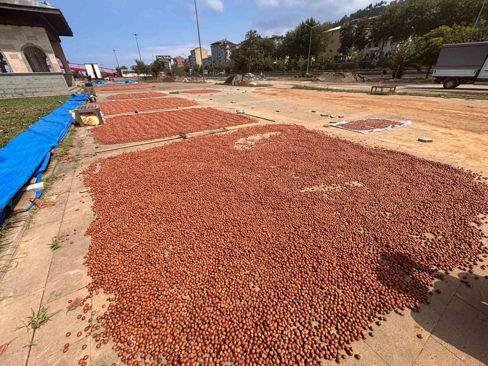 TRABZON’UN ARSİN İLÇESİNDE HASADIN ARDINDAN SAHİL YOLU KENARLARI FINDIK HARMANINA DÖNÜŞTÜ.