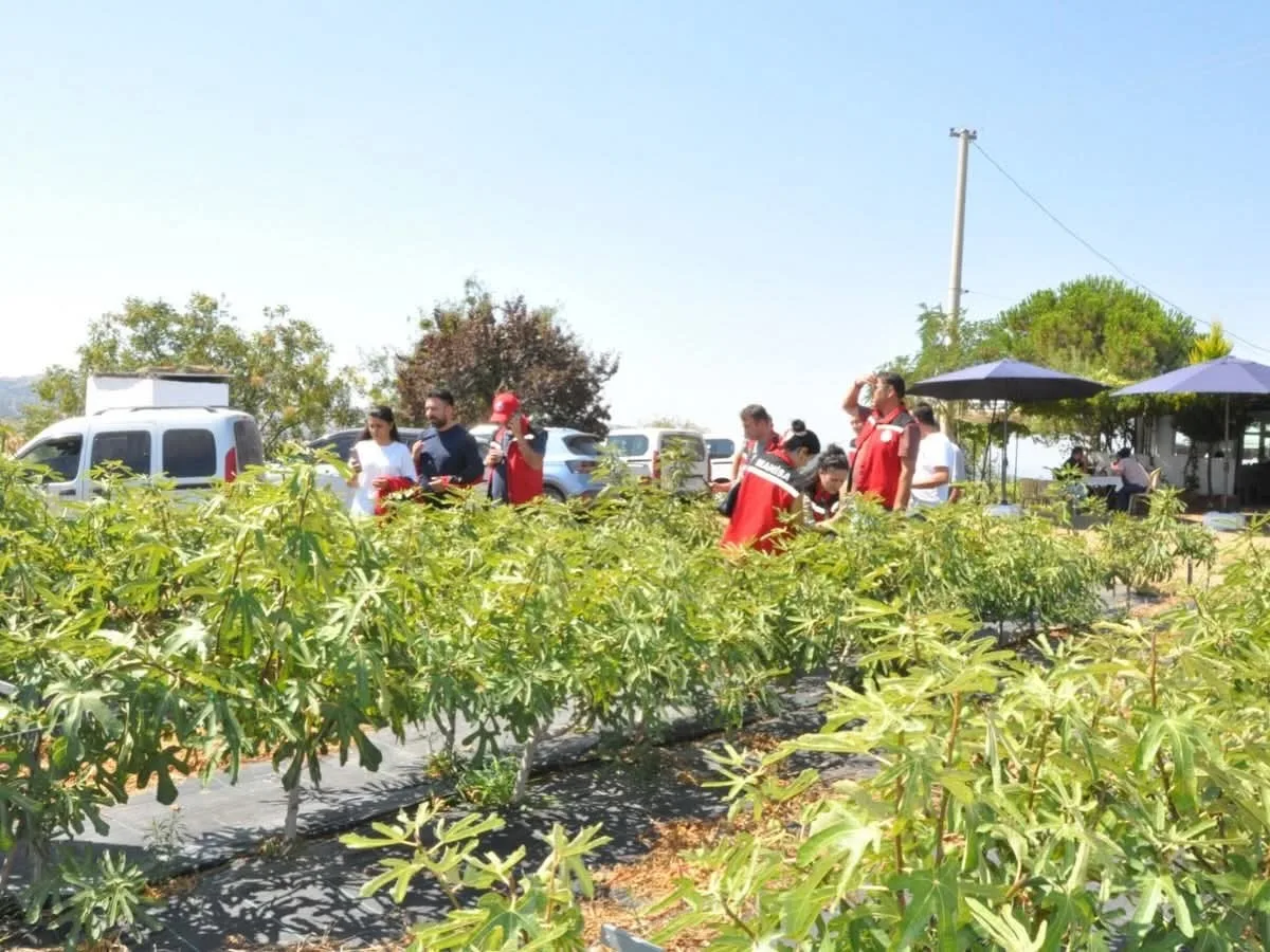 MANİSA’NIN GÖRDES İLÇESİNDE TARIMSAL ÜRETİMİN ÇEŞİTLENDİRİLMESİNE YÖNELİK ÇALIŞMALAR KAPSAMINDA DENEME ÜRETİMİ YAPILAN İNCİR BAHÇESİNDE İNCELEMELERDE BULUNULDU.