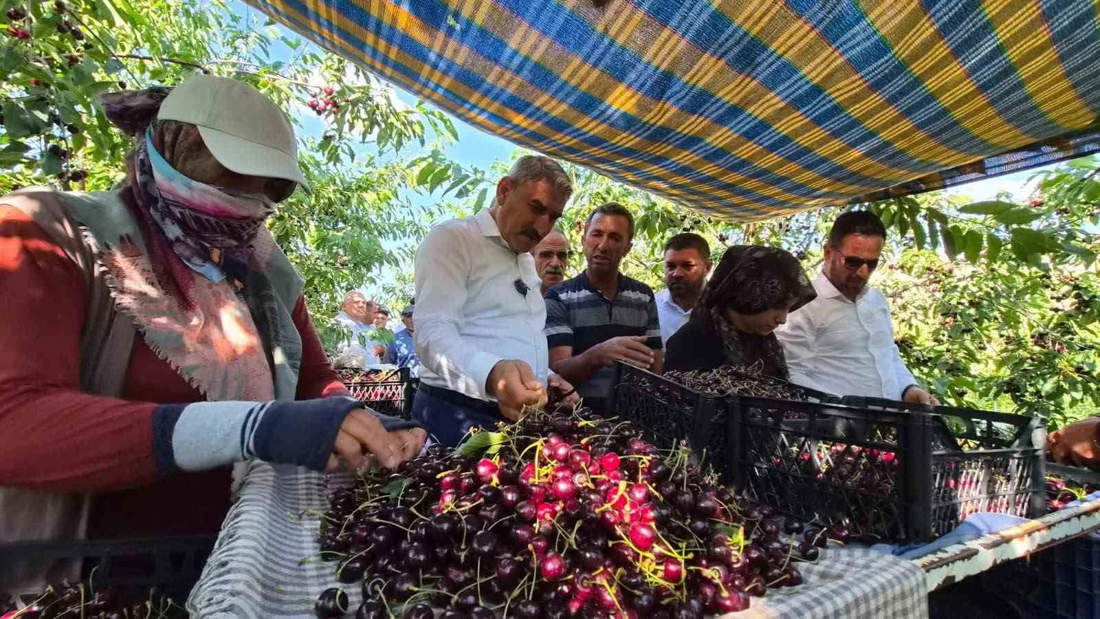 GÜMÜŞLER TUMLU YAYLASI’NDA KİRAZ HASADI VE YOL SEVİNCİ