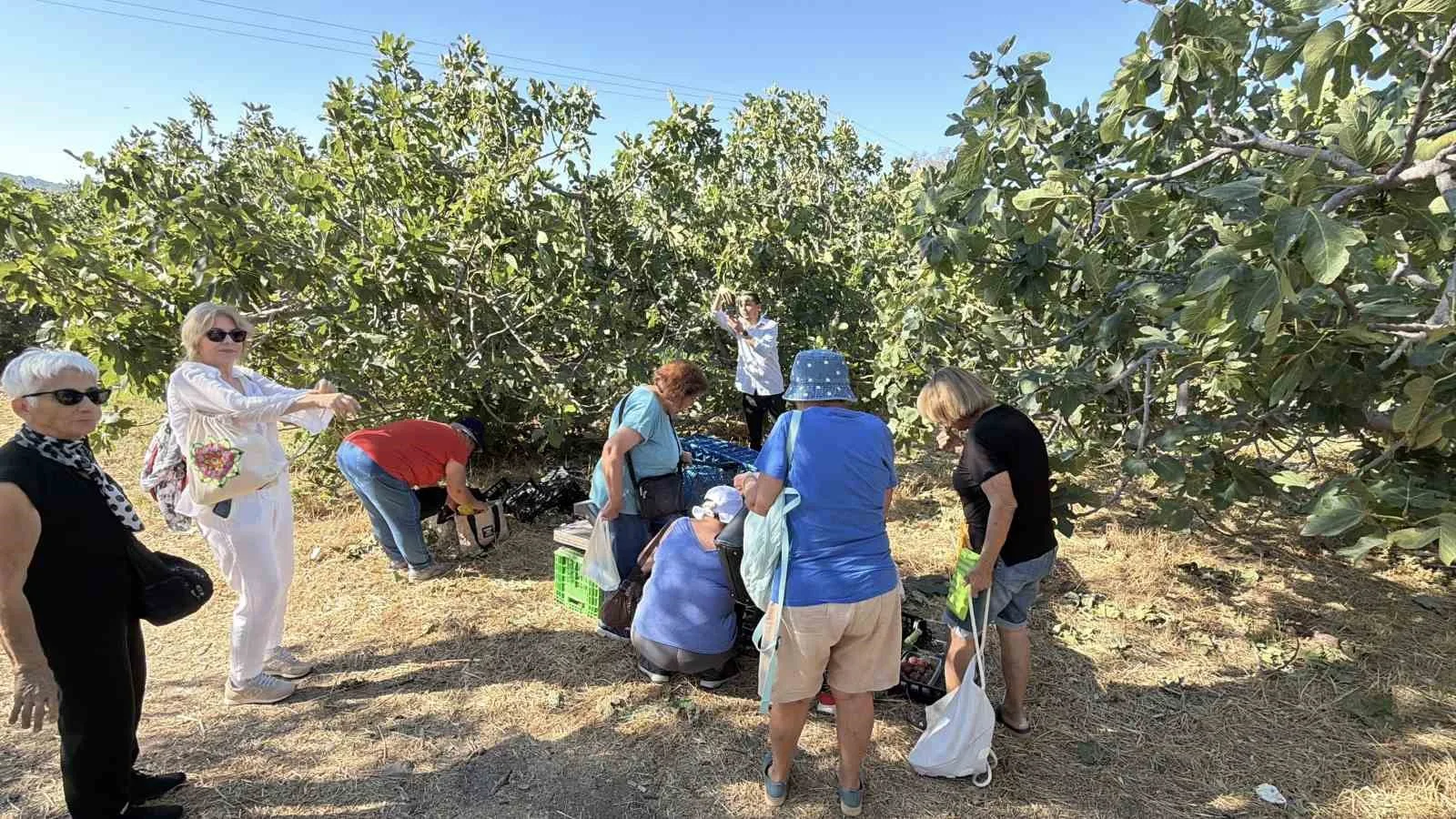 BALIKESİR'İN HAVRAN BELEDİYESİ VE TURİZM SEKTÖRÜNÜN İŞ BİRLİĞİYLE DÜZENLENEN ORGANİZASYONDA YERLİ TURİSTLER, COĞRAFİ İŞARETLİ HAVRAN SİYAH İNCİRİNİN HASADINA KATILARAK İLÇENİN TARİHİ, KÜLTÜREL VE GASTRONOMİK DEĞERLERİNİ YAKINDAN TANIMA FIRSATI BULDU. BELEDİYE BAŞKANI EMİN ERSOY, TURİZM HAREKETLİLİĞİNİ ARTIRMAYI HEDEFLEDİKLERİNİ SÖYLEDİ.