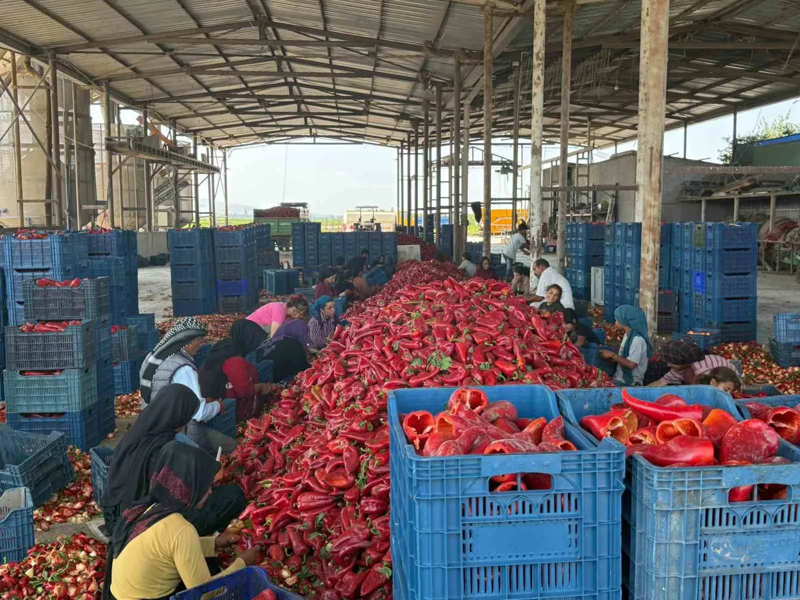 TÜRKİYE'NİN EN ÖNEMLİ TARIM MERKEZLERİNDEN KARACABEY OVASI'NDA KAPYA BİBER ÜRETİCİLERİ, HASAT SEZONUNUN BAŞINDA FABRİKALARIN FİYAT BASKISIYLA SARSILDI.