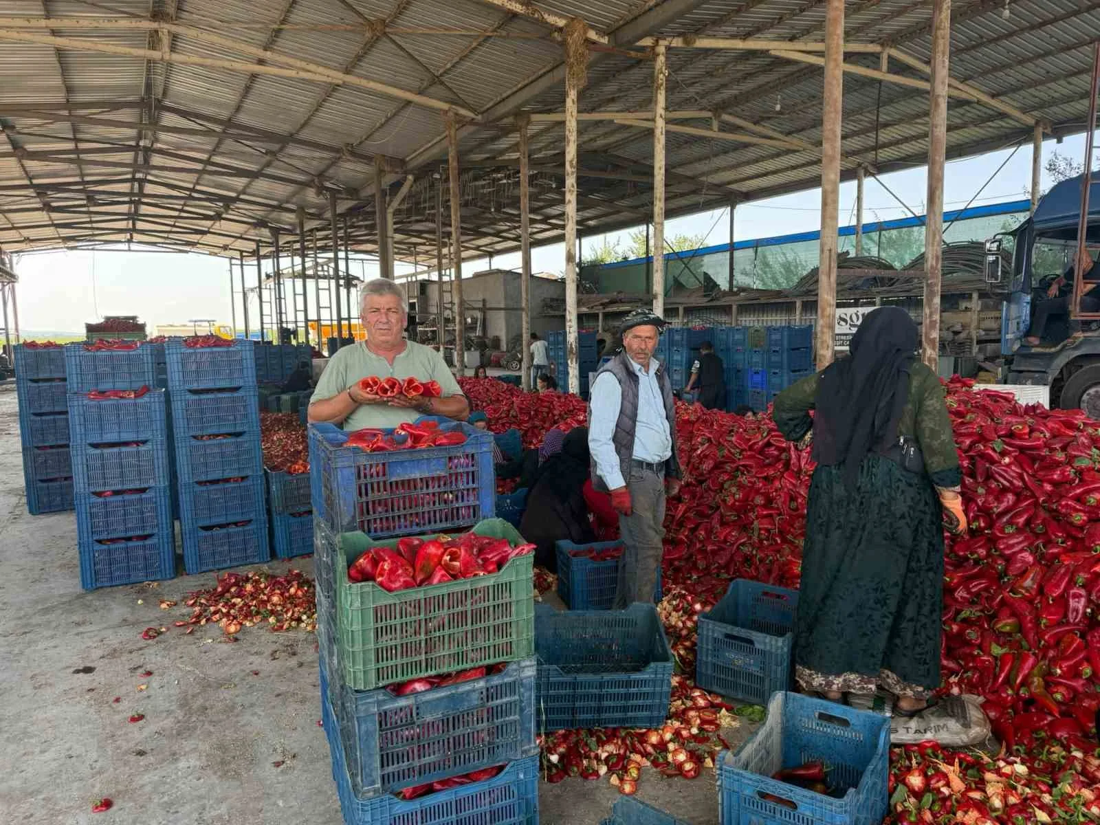 TÜRKİYE'NİN EN ÖNEMLİ TARIM MERKEZLERİNDEN KARACABEY OVASI'NDA KAPYA BİBER ÜRETİCİLERİ, HASAT SEZONUNUN BAŞINDA FABRİKALARIN FİYAT BASKISIYLA SARSILDI.