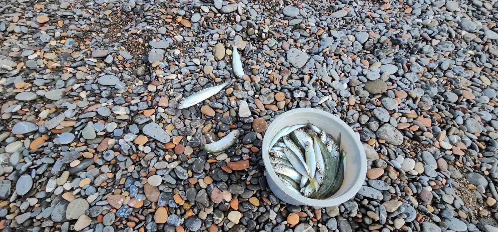 KASTAMONU’DA AV YASAĞININ KALKMASIYLA BİRLİKTE OLTASINI ALAN AMATÖR BALIKÇILAR, BALIK TUTMAYA KOŞTU. BALIK BOLLUĞUNUN YAŞANDIĞI KARADENİZ’DE OLTASINI ATAN KOVASINI İSTAVRİT İLE DOLDURDU.