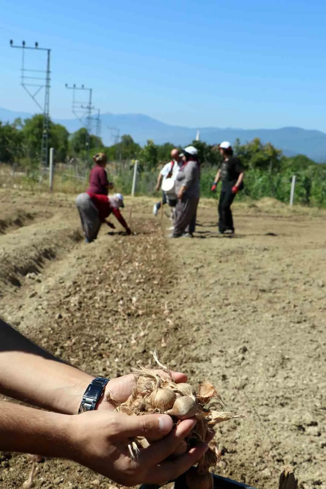 UNESCO DÜNYA MİRASI LİSTESİ'NDE YER ALAN KARABÜK'ÜN SAFRANBOLU İLÇESİNDE, KİLOSU 600 BİN LİRAYA ULAŞAN VE "DÜNYANIN EN PAHALI BAHARATI" OLARAK BİLİNEN SAFRANIN YENİ SEZON SOĞANLARININ EKİMİNE BAŞLANDI.