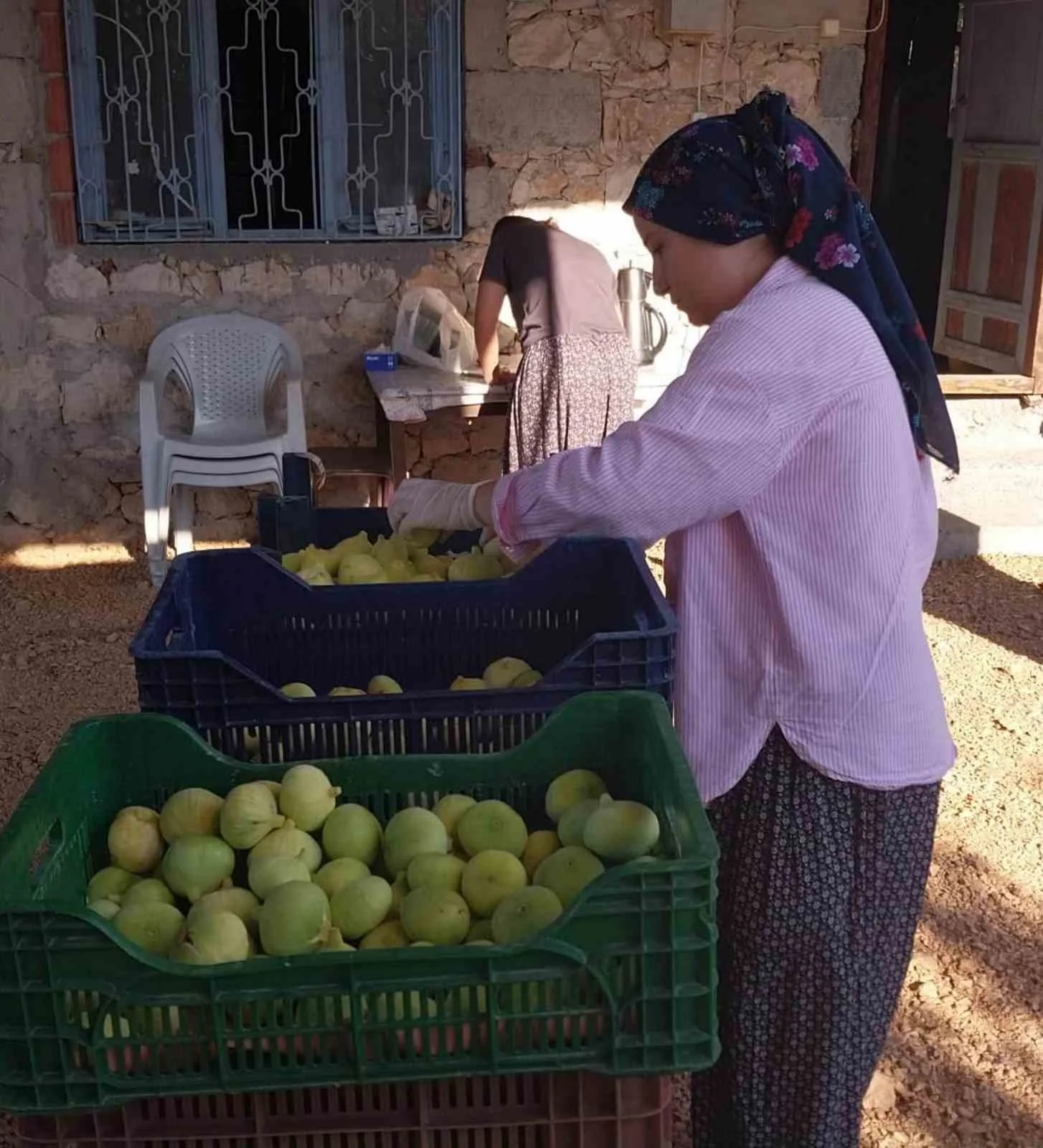 MERSİN’İN MUT İLÇESİNDE KENDİNE ÖZGÜ TADI VE AROMASIYLA ÖNE ÇIKAN BEYAZ İNCİRDE BU YIL VERİM DÜŞÜKLÜĞÜ YAŞANIYOR