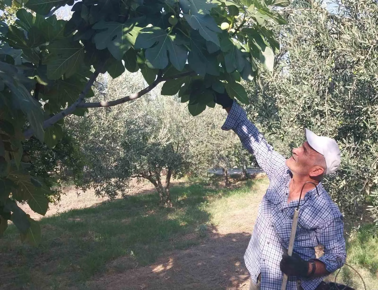 MERSİN’İN MUT İLÇESİNDE KENDİNE ÖZGÜ TADI VE AROMASIYLA ÖNE ÇIKAN BEYAZ İNCİRDE BU YIL VERİM DÜŞÜKLÜĞÜ YAŞANIYOR
