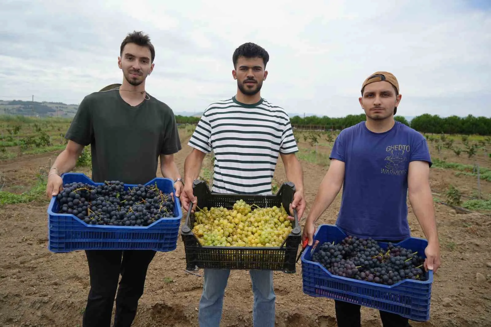 İRİ TANELERİ, LEZZETİ VE DİKKAT ÇEKİCİ RENGİYLE ÖNE ÇIKAN TRAKYA İLKEREN VE EARLY SWEET ÇEŞİTLERİNDE ÖĞRENCİLER TARAFINDAN HASAT GERÇEKLEŞTİRİLDİ.