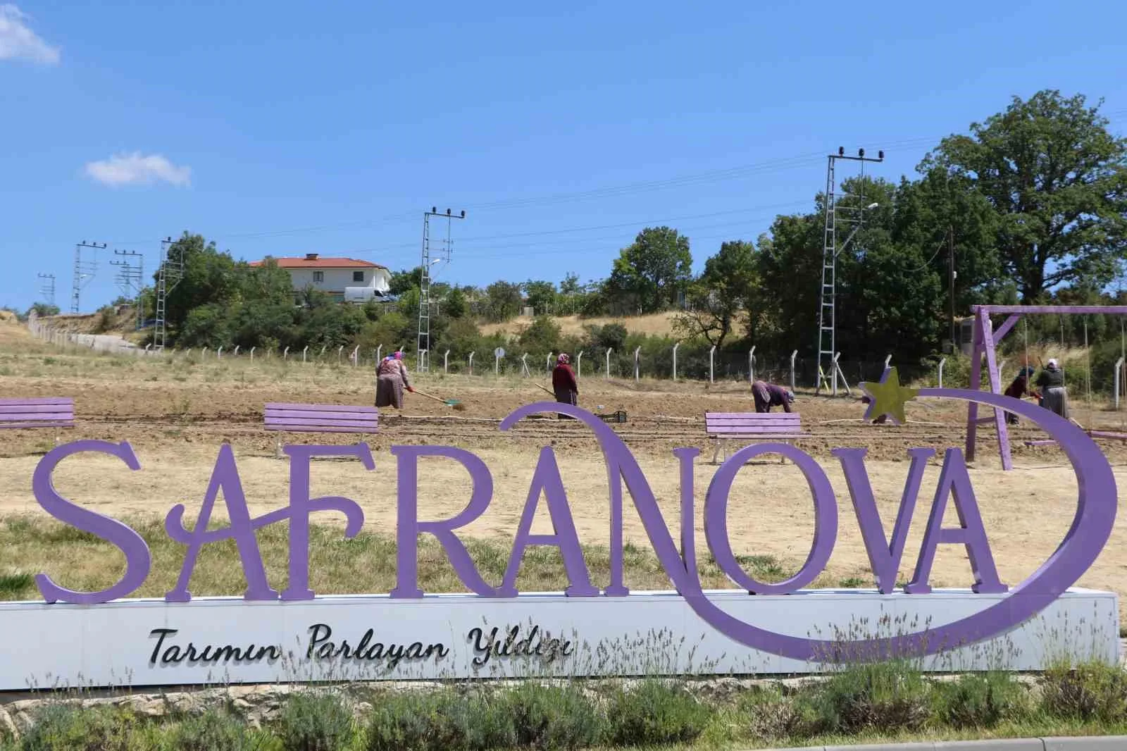 UNESCO DÜNYA MİRASI LİSTESİ'NDE YER ALAN KARABÜK'ÜN SAFRANBOLU İLÇESİNDE, "DÜNYANIN EN PAHALI BAHARATI" OLARAK BİLİNEN SAFRANIN SOĞAN DİKİMİ SÜRÜYOR.