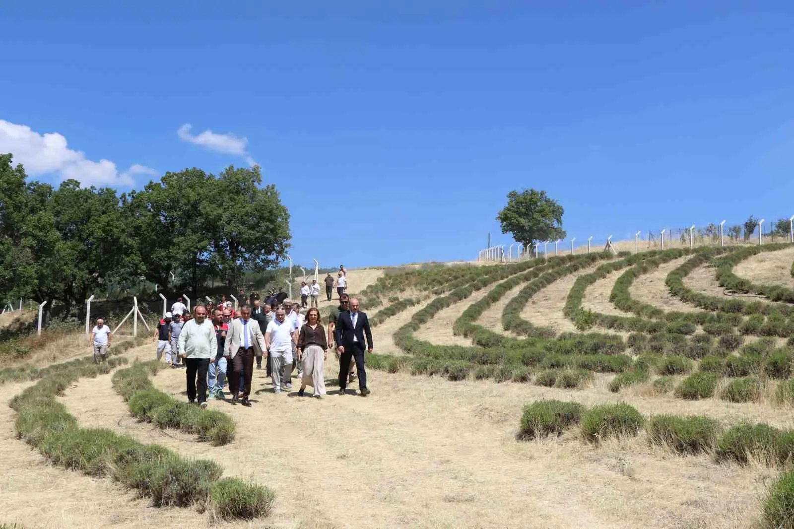 UNESCO DÜNYA MİRASI LİSTESİ'NDE YER ALAN KARABÜK'ÜN SAFRANBOLU İLÇESİNDE, "DÜNYANIN EN PAHALI BAHARATI" OLARAK BİLİNEN SAFRANIN SOĞAN DİKİMİ SÜRÜYOR.