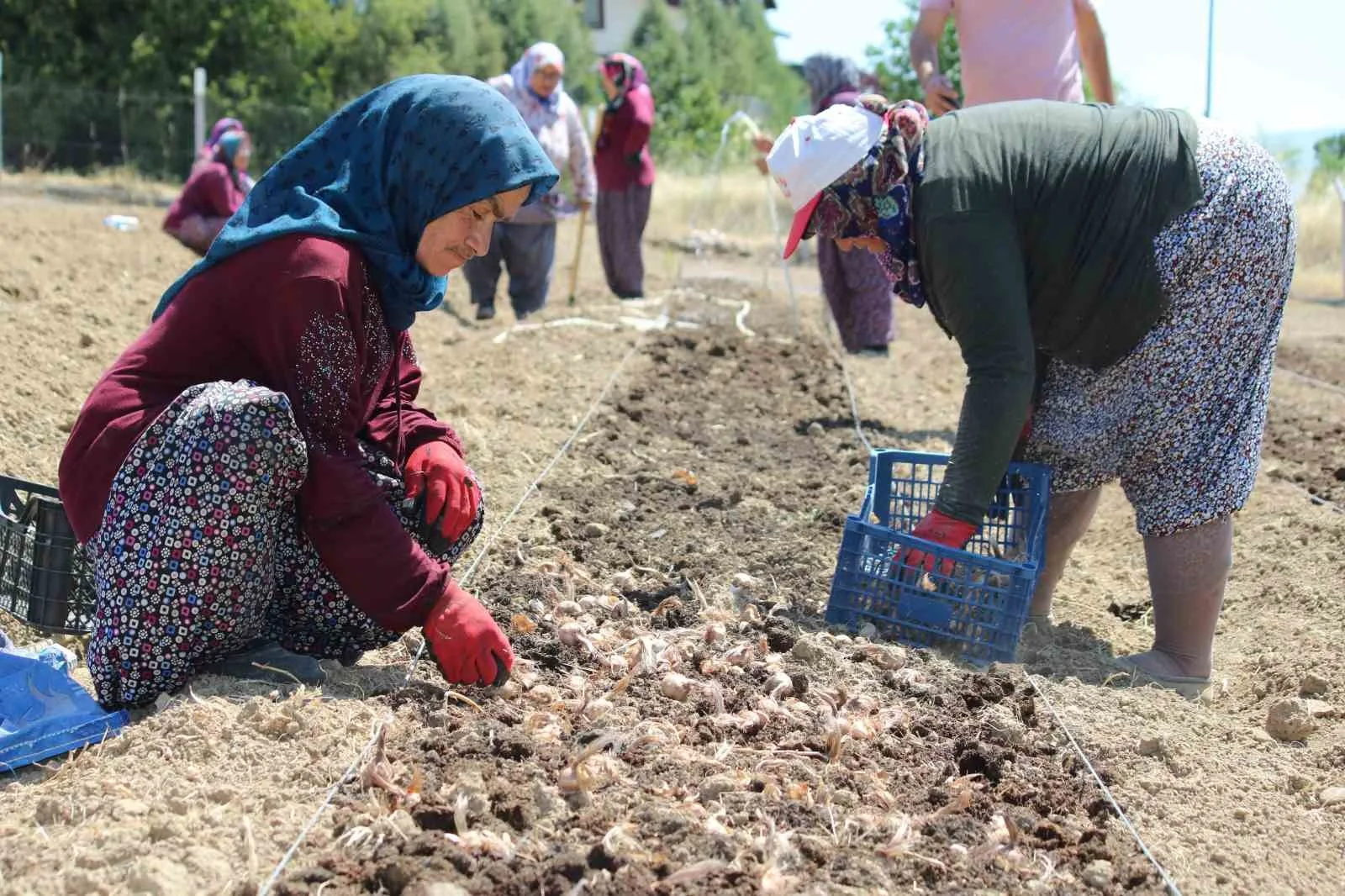 UNESCO DÜNYA MİRASI LİSTESİ'NDE YER ALAN KARABÜK'ÜN SAFRANBOLU İLÇESİNDE, "DÜNYANIN EN PAHALI BAHARATI" OLARAK BİLİNEN SAFRANIN SOĞAN DİKİMİ SÜRÜYOR.