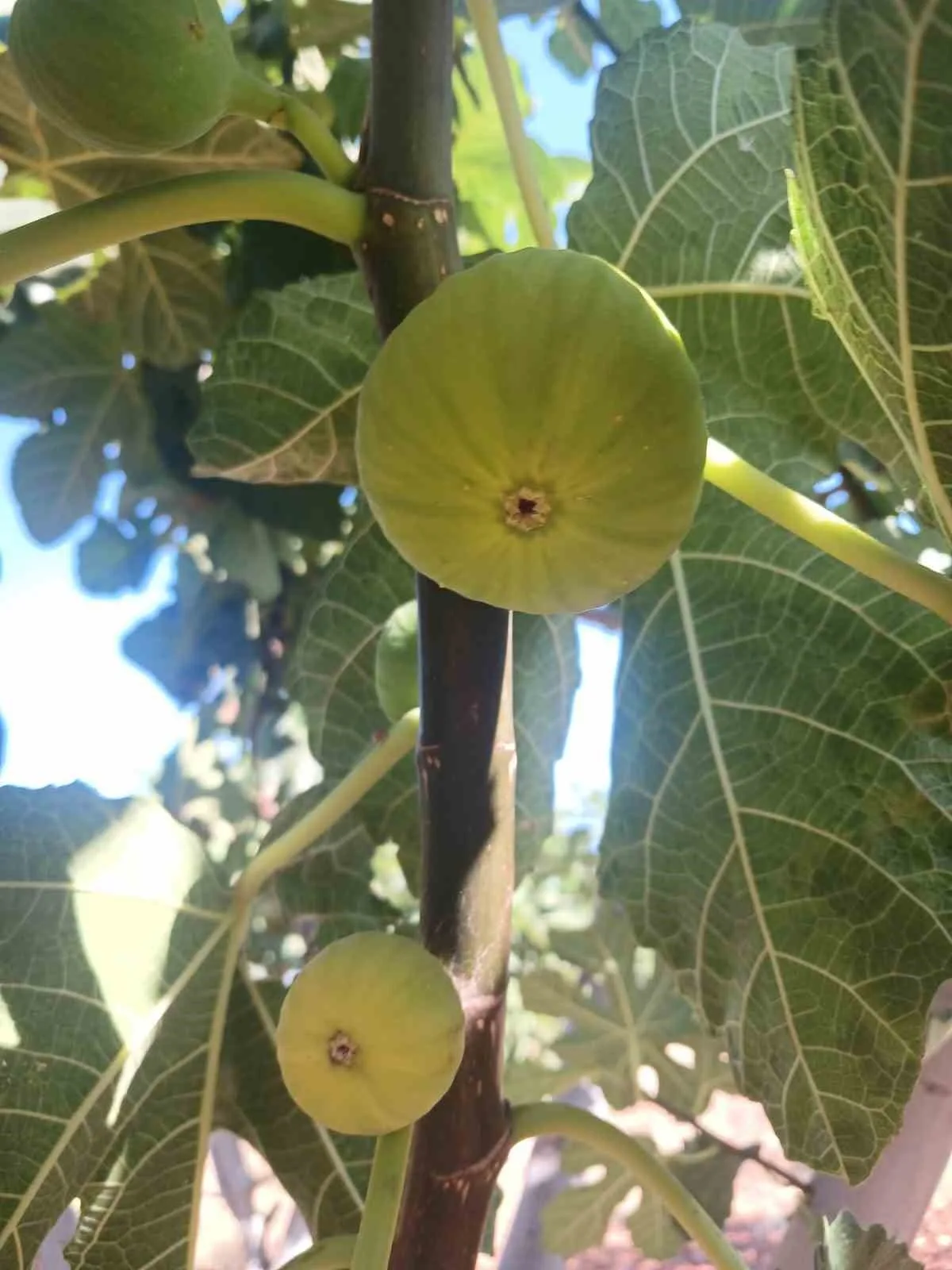 MANİSA’NIN SALİHLİ İLÇESİNDE İNCİRİN EN KALİTELİ ÜRETİM MERKEZLERİNDEN BİRİ OLARAK ÖNE ÇIKAN MERSİNLİ MAHALLESİ'NDE HASAT HEYECANI YAŞANIYOR. VERİMLİ TOPRAKLARDA YETİŞEN İNCİRLER, RENGİ, TADI VE KENDİNE ÖZGÜ AROMASIYLA HEM ÜRETİCİLERİN HEM DE TÜCCARLARIN İLGİSİNİ ÇEKİYOR.