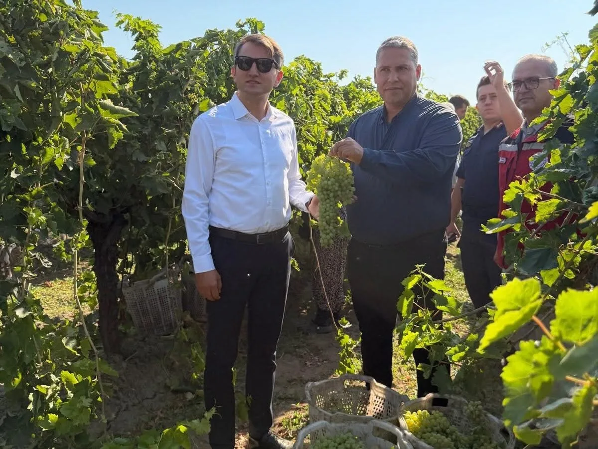 MANİSA’NIN ÖNEMLİ ÜZÜM ÜRETİM MERKEZLERİNDEN SARUHANLI’DA ÜZÜM HASADI VE KURUTMA SEZONU DEVAM EDİYOR. MANİSA TARIM VE ORMAN İL MÜDÜRÜ MEHMET KARAYILAN (SAĞDAKİ) İLE SARUHANLI KAYMAKAMI FATİH ÖZCAN (SOLDAKİ), ÜRETİCİLERLE BİRLİKTE BAĞLARDA ÜZÜM HASADI YAPARAK KURUTMA SERGİLERİNDE İNCELEMELERDE BULUNDU.